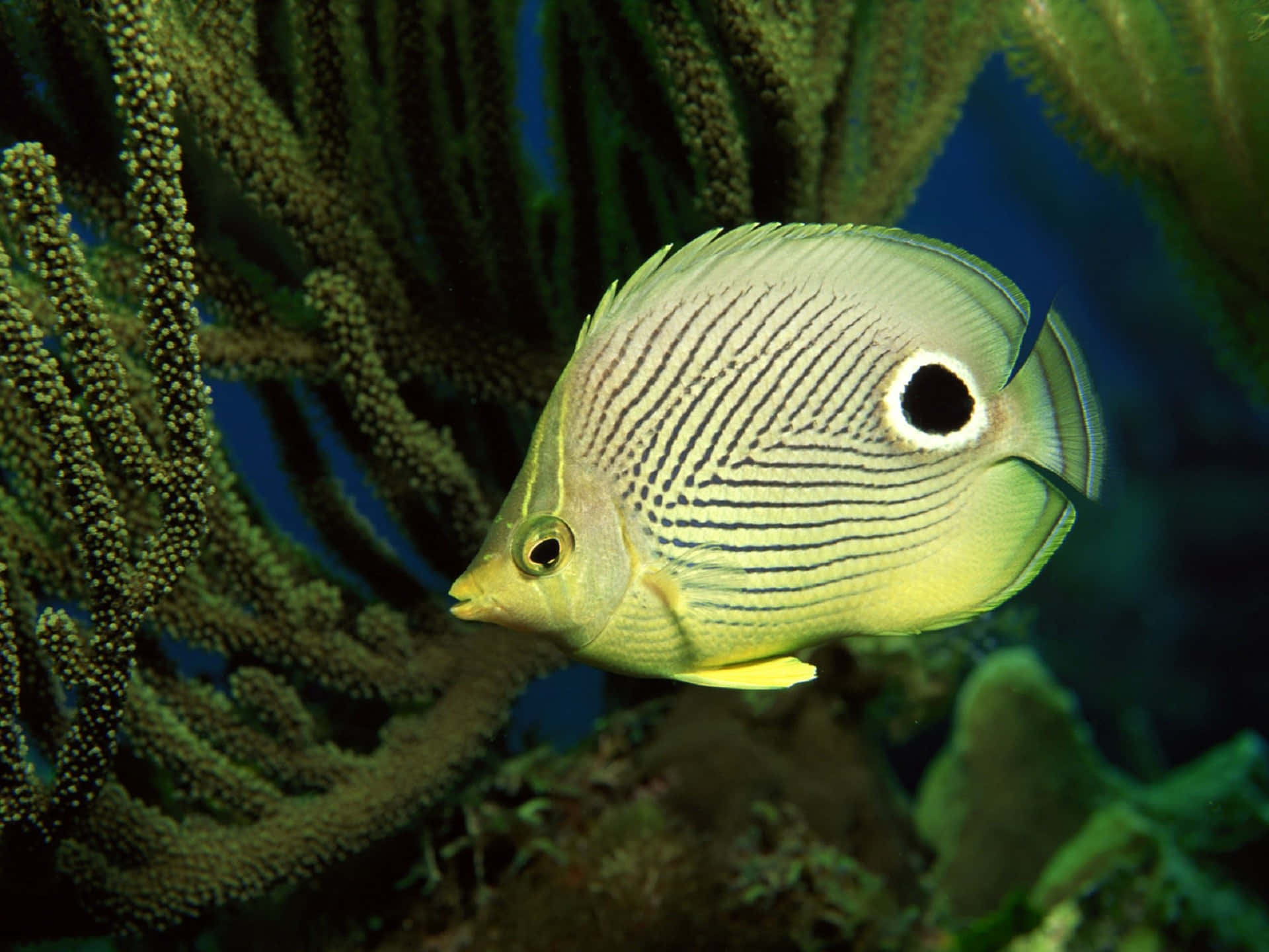 butterflyfish, turquoise sea, yellow and black striped, Full HD Desktop Wallpaper