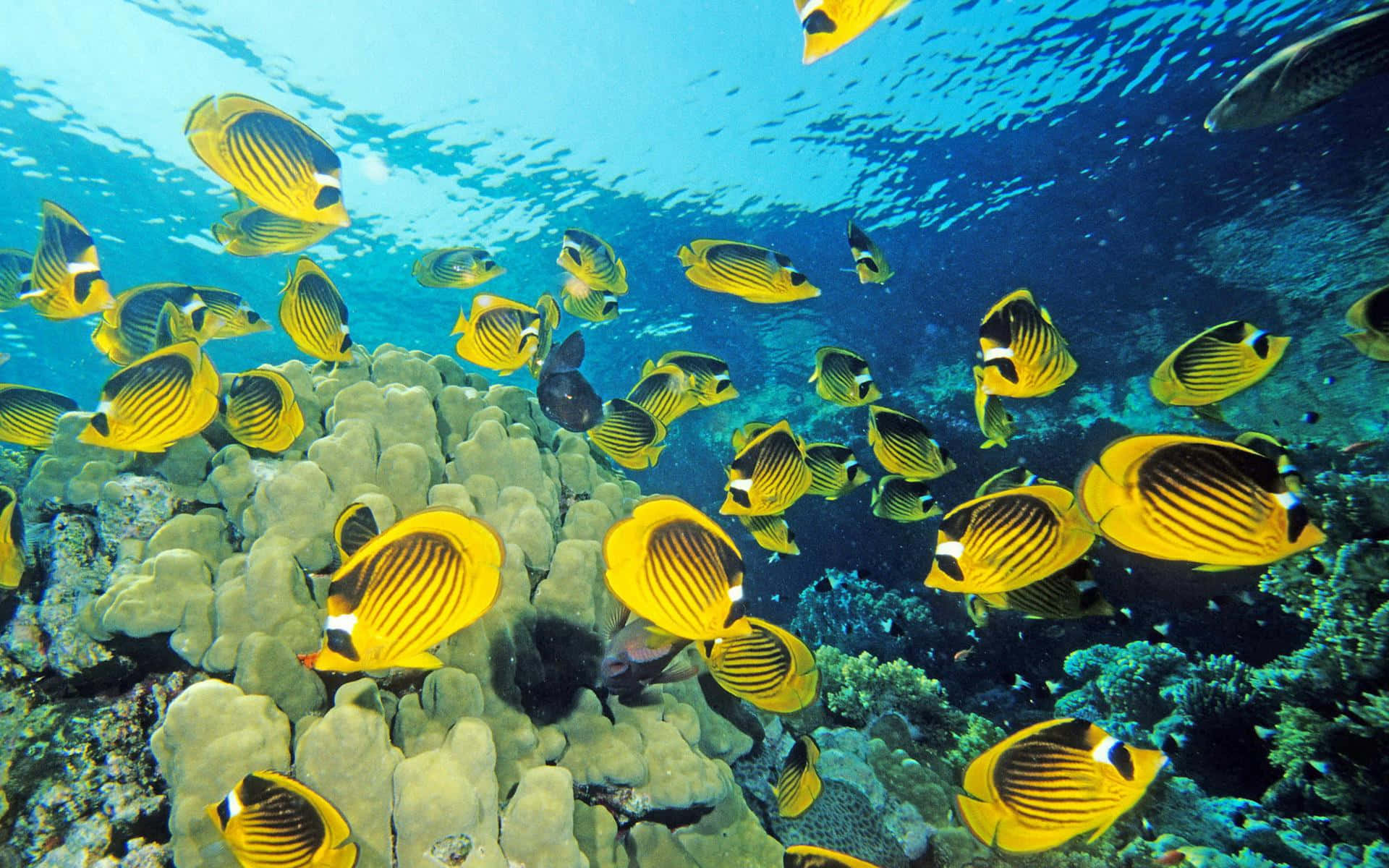 Butterflyfish, yellow and black, coral reef, Full HD Desktop Wallpaper