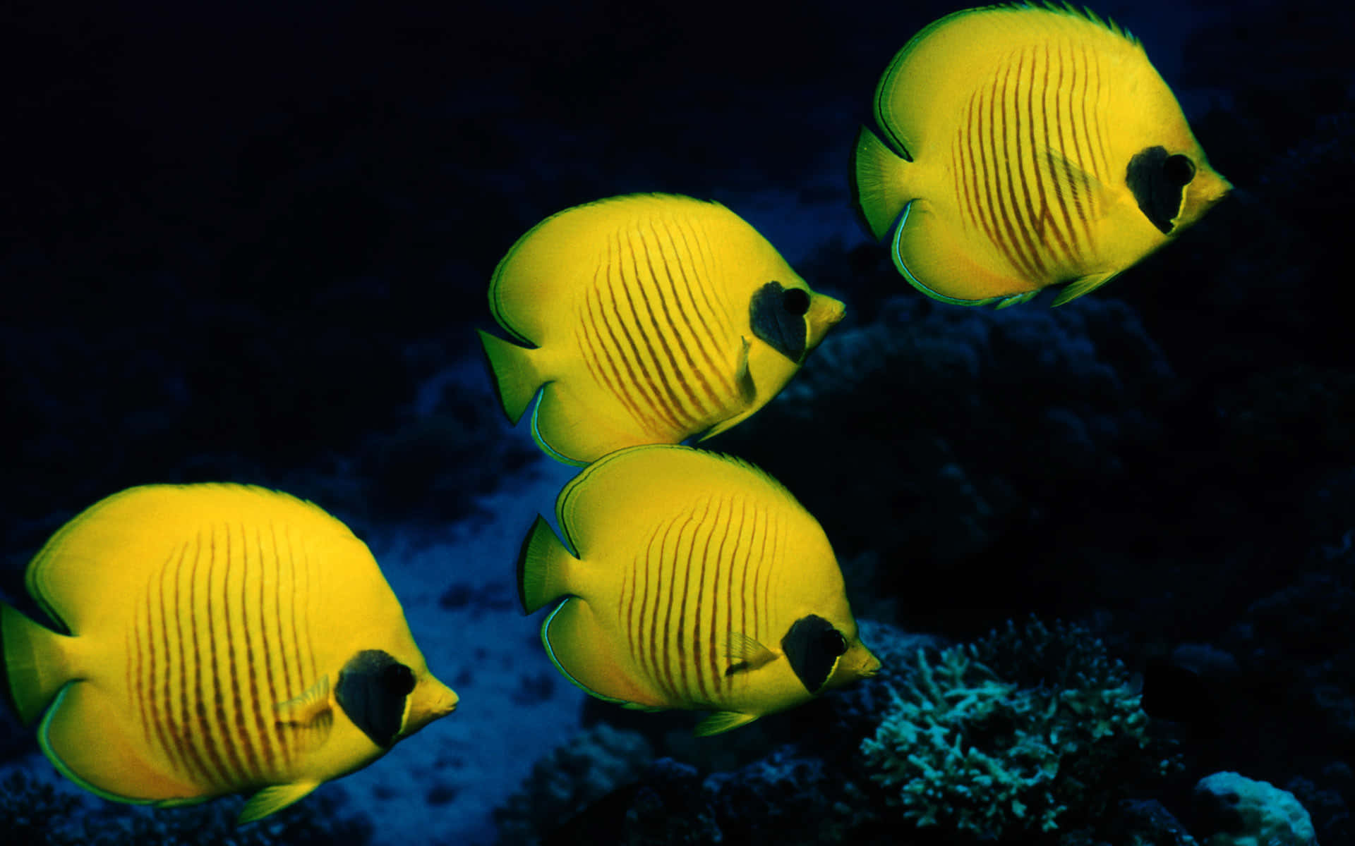 butterflyfish, vibrant yellow, black markings, Full HD Desktop Wallpaper