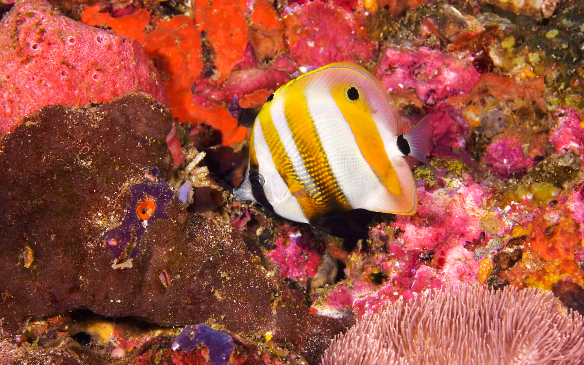 butterflyfish, coral reefs, vibrant yellow and white striped, Full HD Desktop Wallpaper