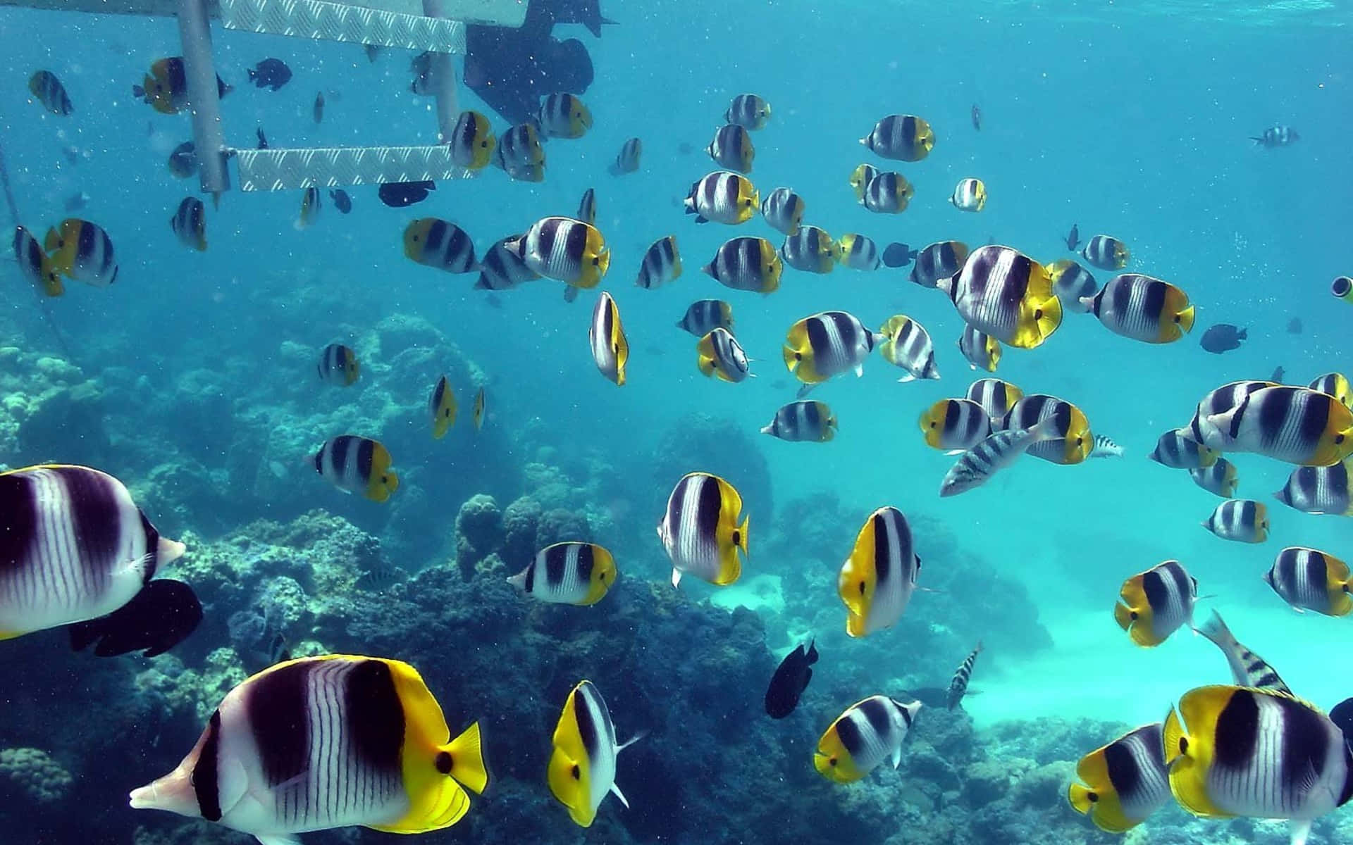 butterflyfish, yellow black and white, sunlit coral reef, Full HD Desktop Wallpaper
