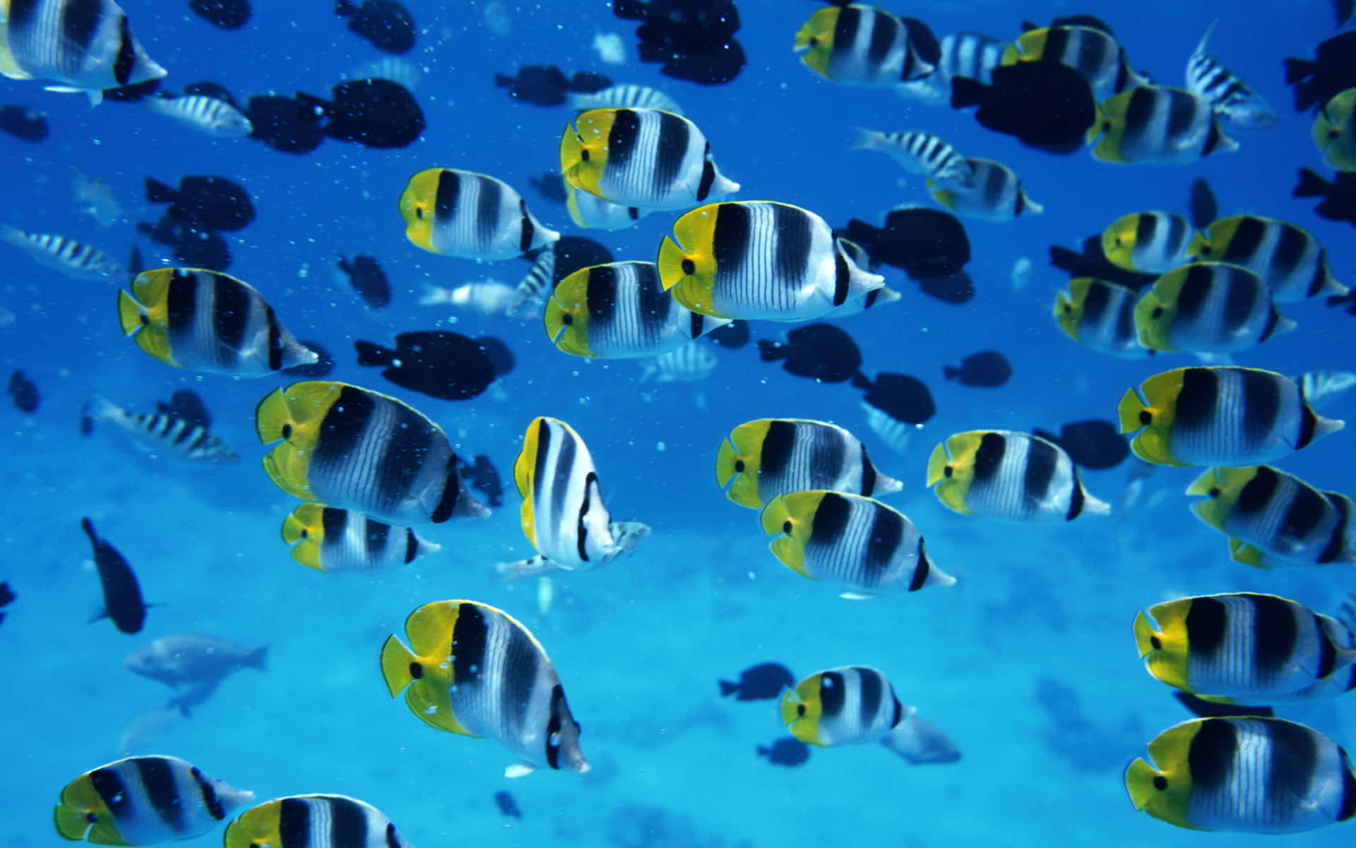 butterflyfish, yellow, black, Full HD Desktop Wallpaper