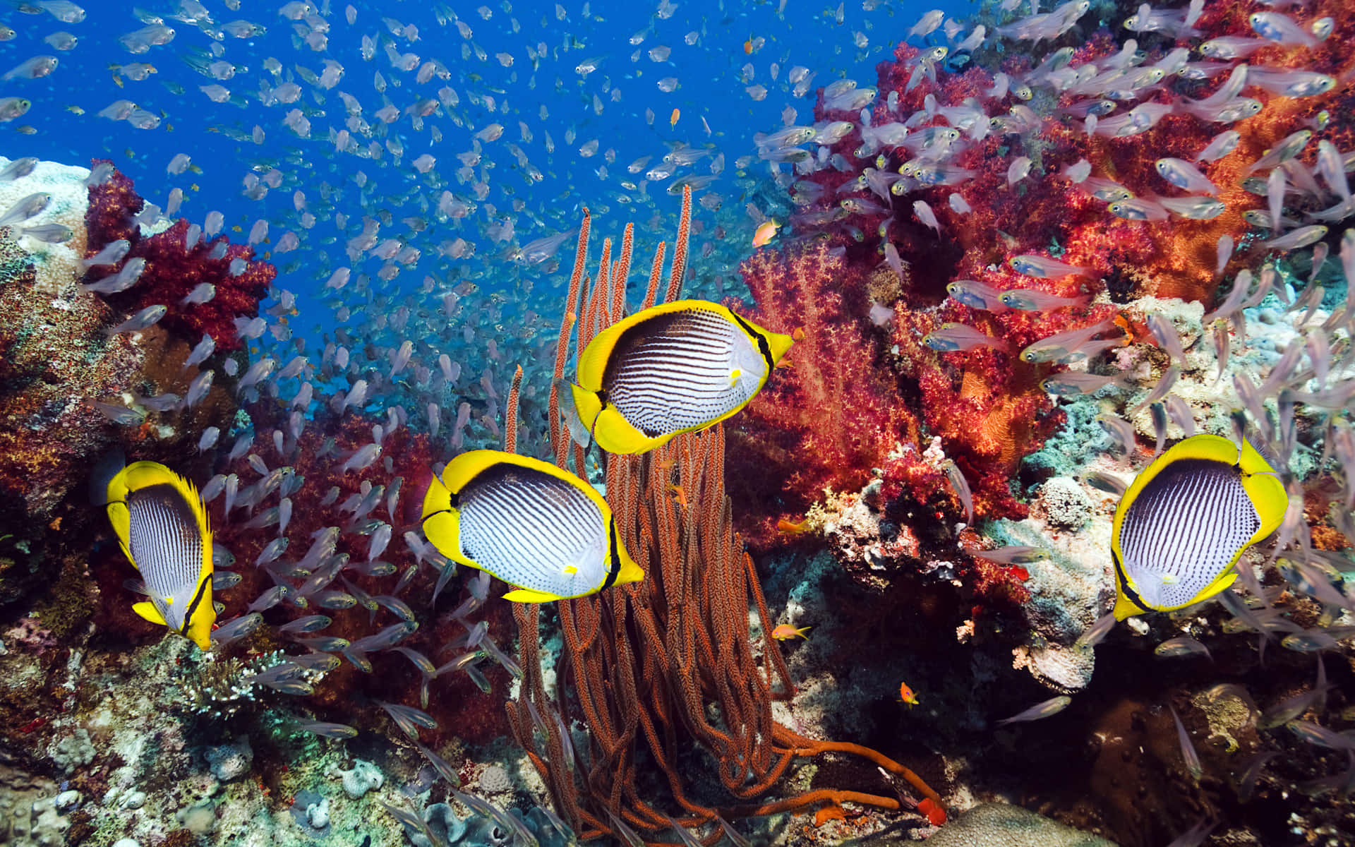 butterflyfish, coral reef, yellow and black, Full HD Desktop Wallpaper