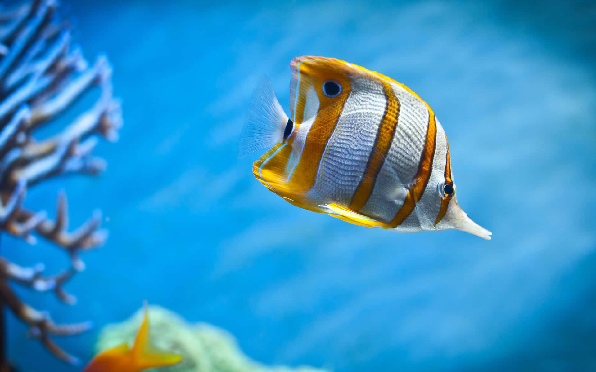 vibrant butterflyfish, orange and white striped, coral, Full HD Desktop Wallpaper