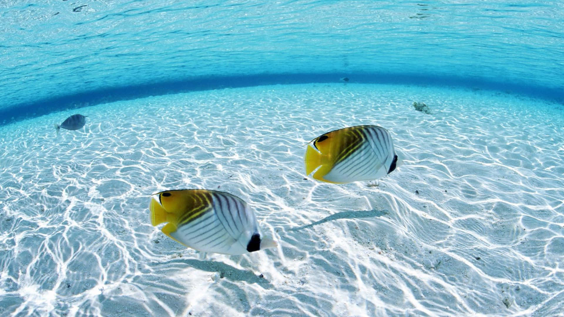 Tropical Butterflyfish, yellow and white, sun-dappled white sand, Full HD Desktop Wallpaper