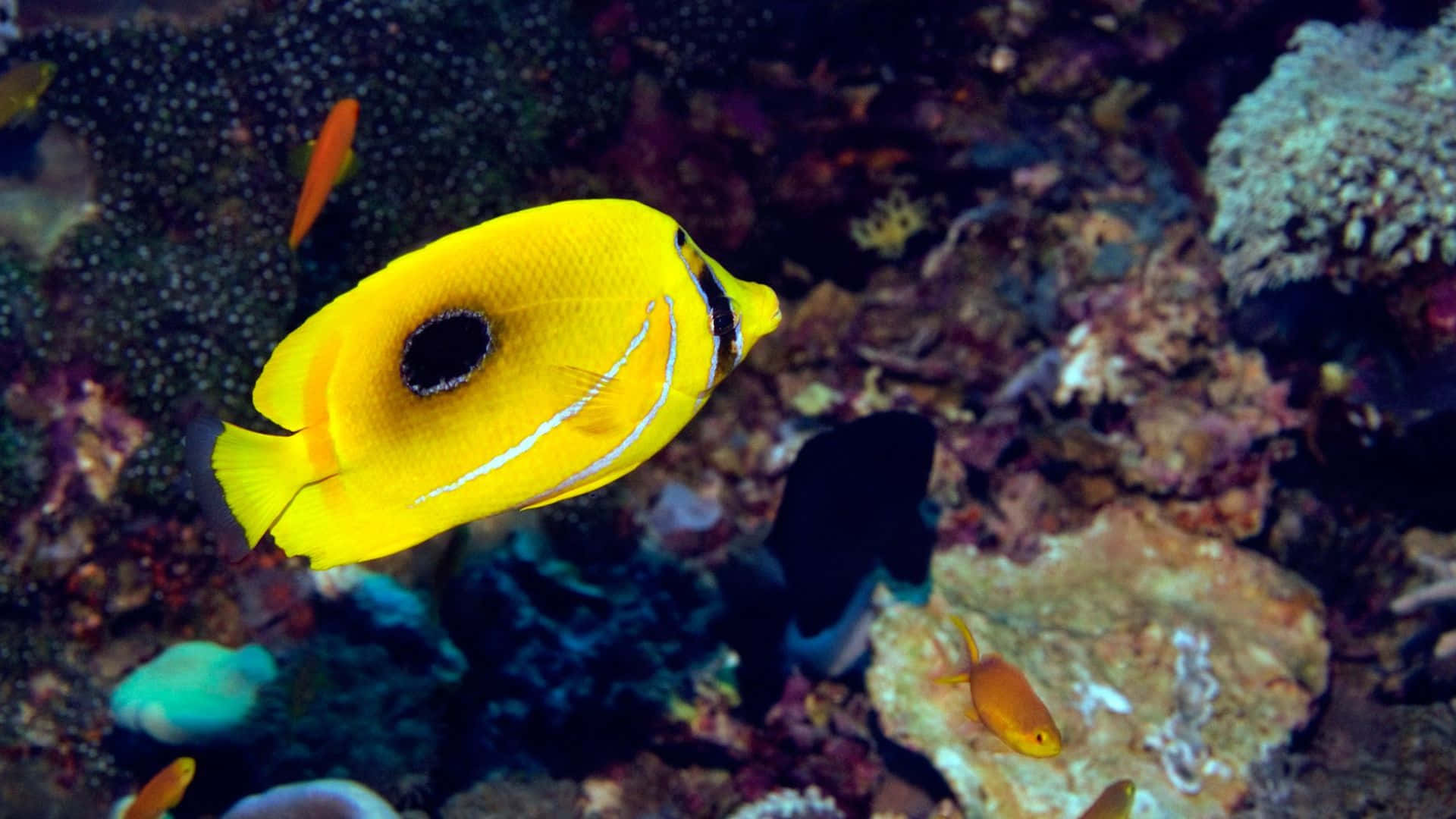 butterflyfish, vibrant yellow, black eye spot, Full HD Desktop Wallpaper