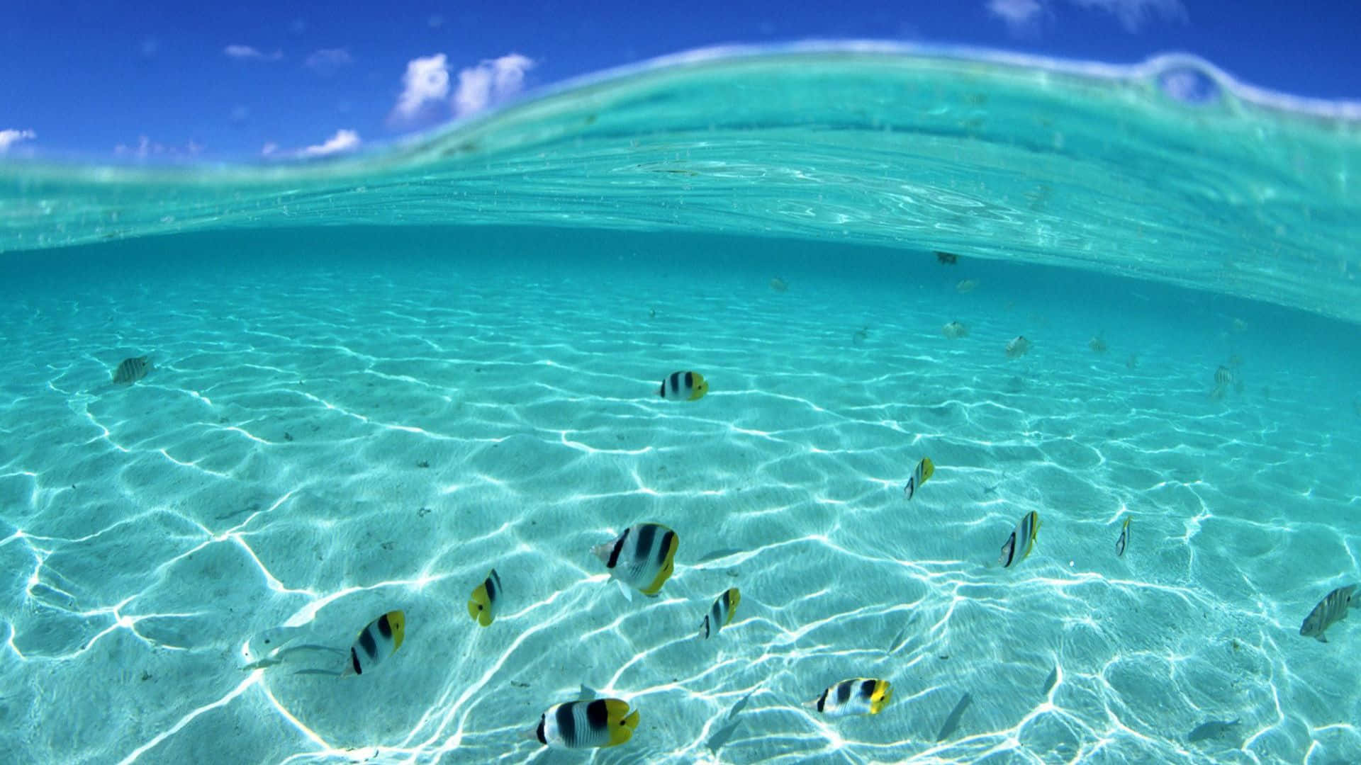 tropical butterflyfish, turquoise ocean, sunlight patterns, Full HD Desktop Wallpaper