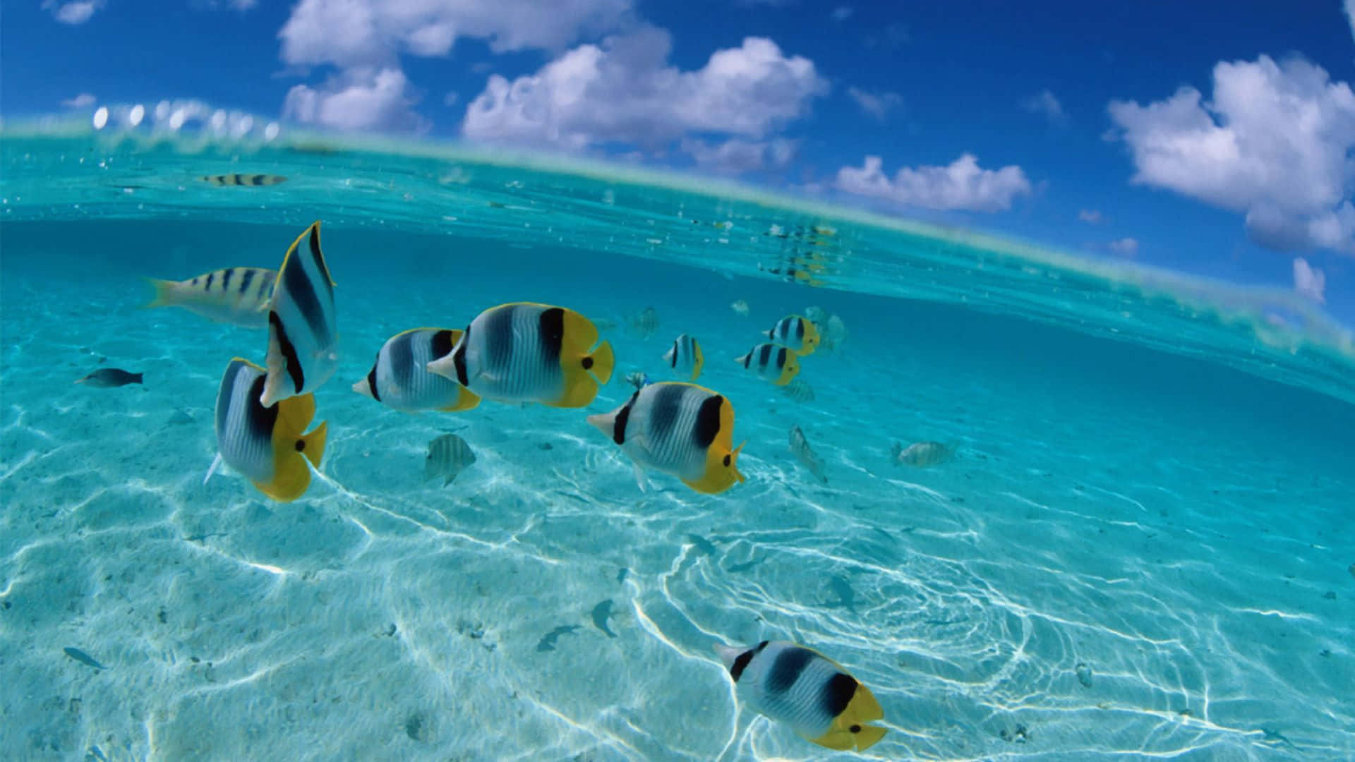 tropical butterflyfish, school, vibrant yellow and black, Full HD Desktop Wallpaper