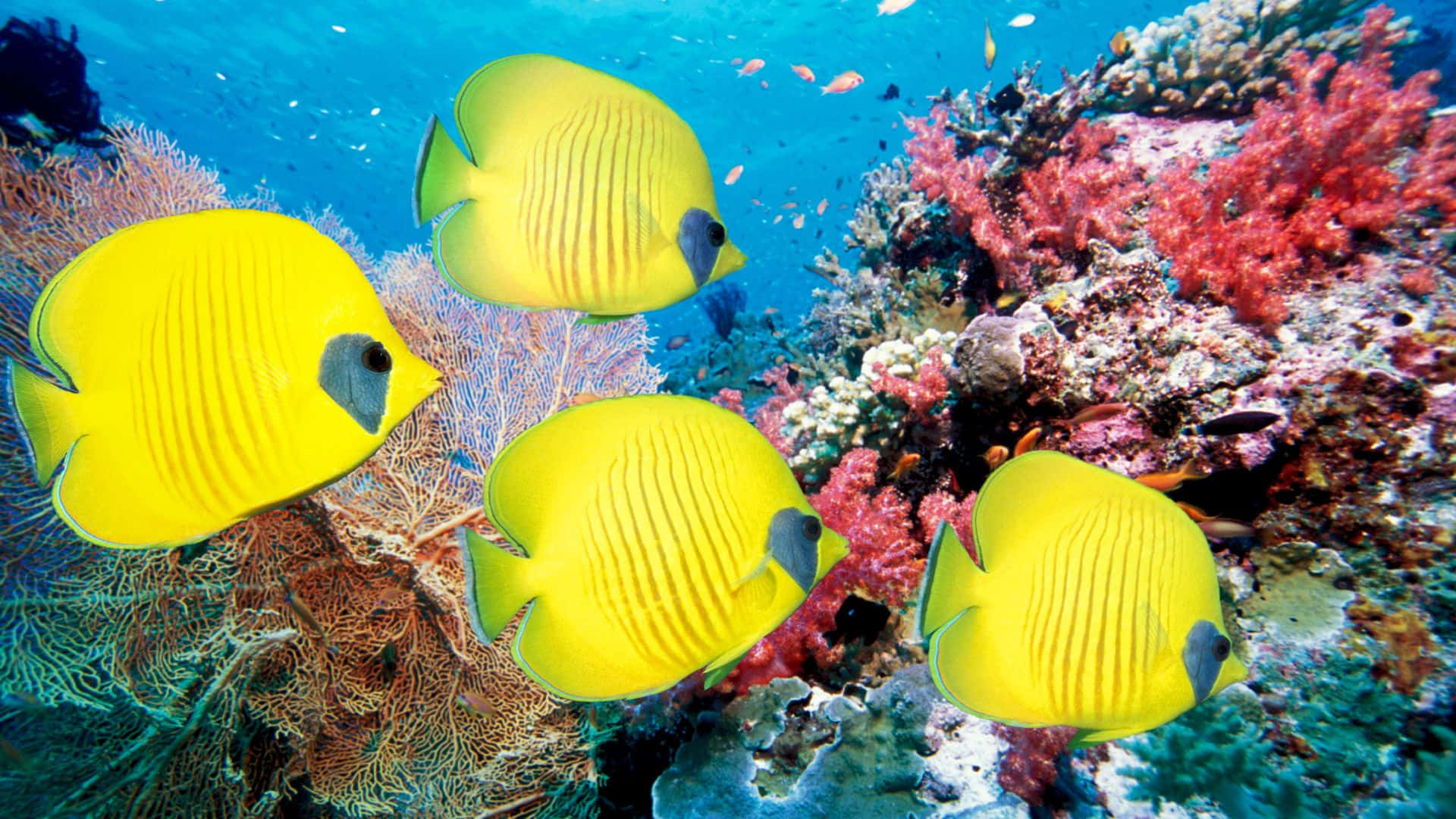 butterflyfish, yellow butterflyfish, colorful coral reefs, Full HD Desktop Wallpaper