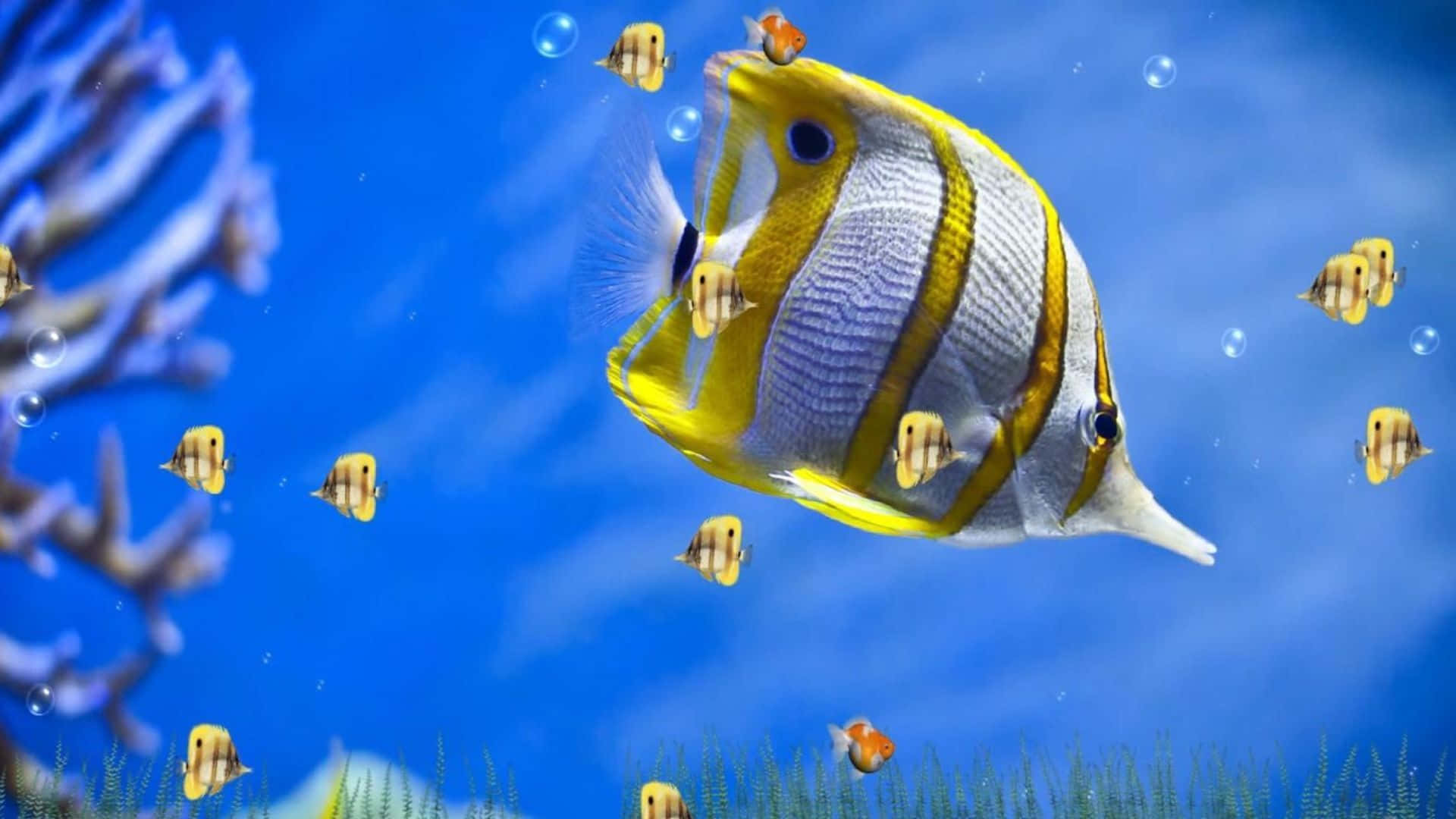 tropical butterflyfish, yellow and white striped, coral reefs, Full HD Desktop Wallpaper
