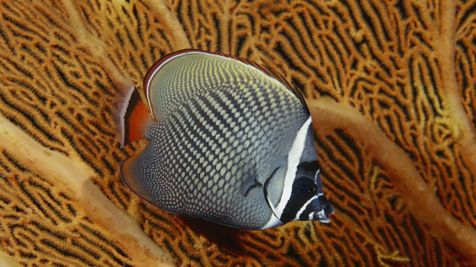 butterflyfish, orange fins, intricate orange coral branches, Full HD Desktop Wallpaper
