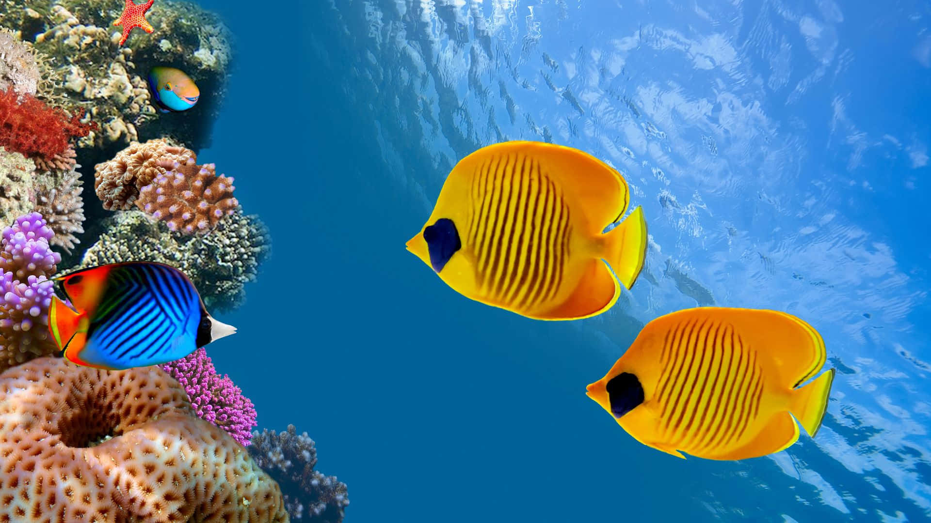 butterflyfish, yellow and blue, coral reef, Full HD Desktop Wallpaper