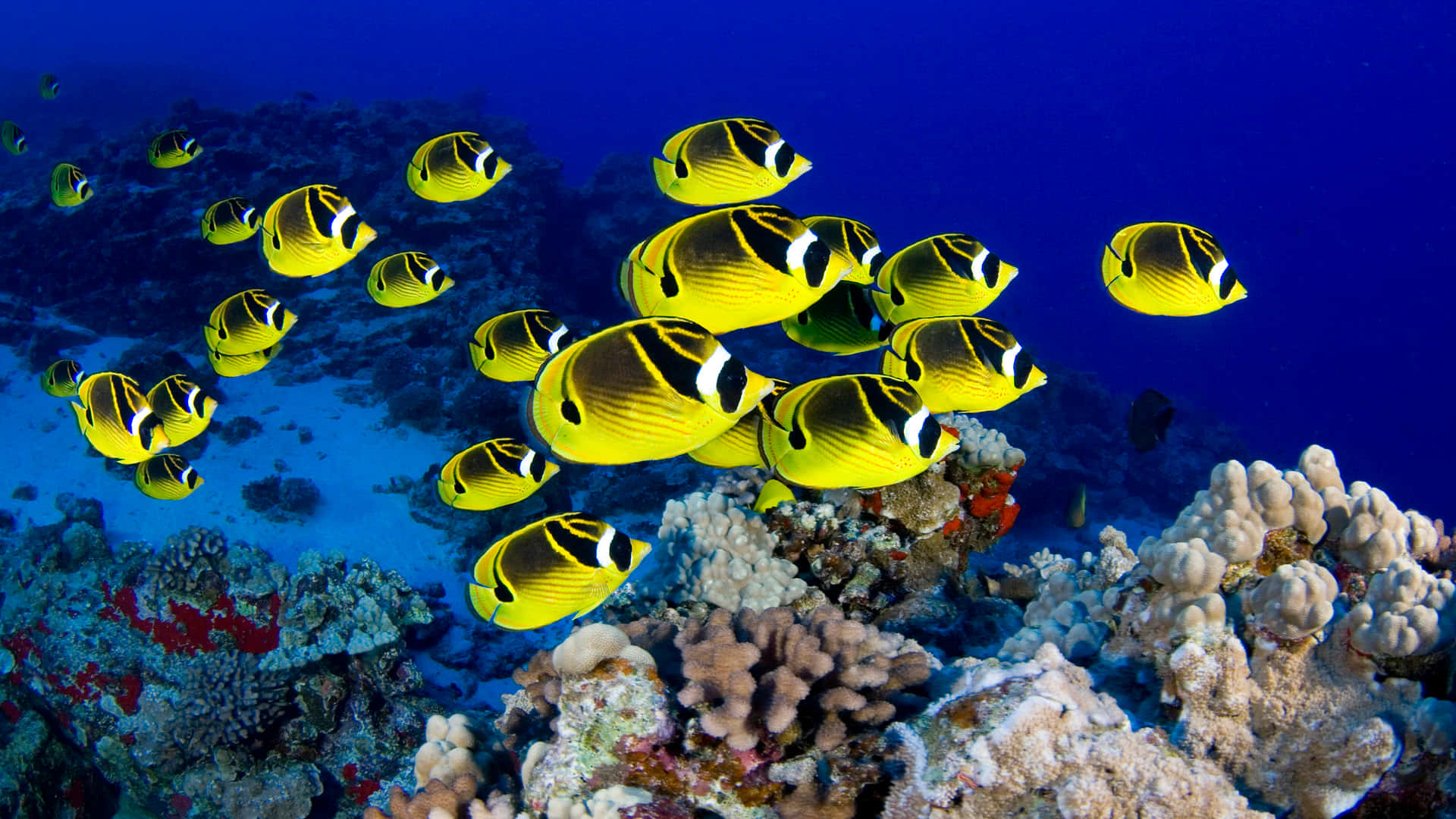 yellow butterflyfish, black butterflyfish, coral reef, Full HD Desktop Wallpaper