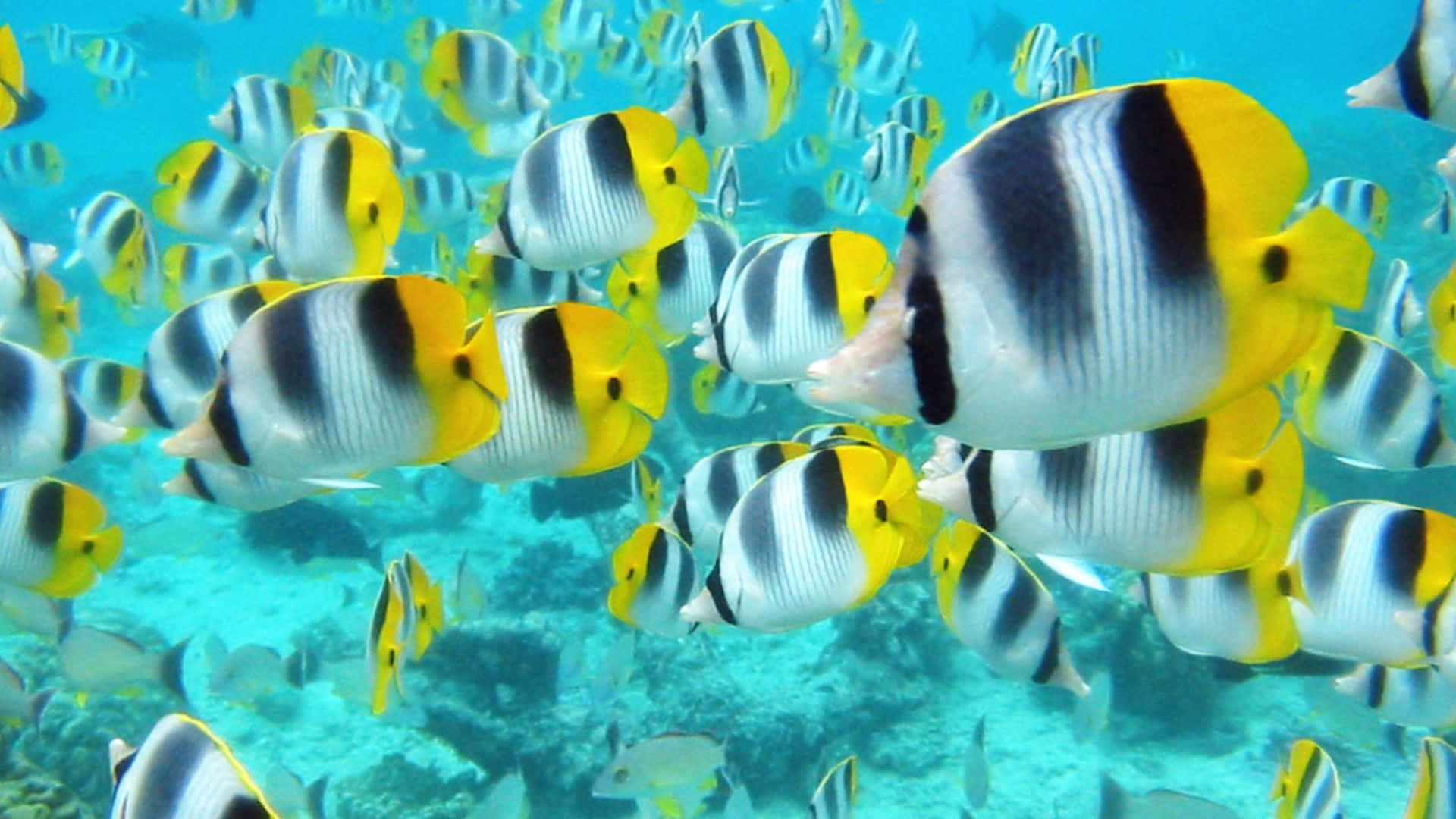 Butterflyfish, yellow black and white, sunlit coral reef, Full HD Desktop Wallpaper