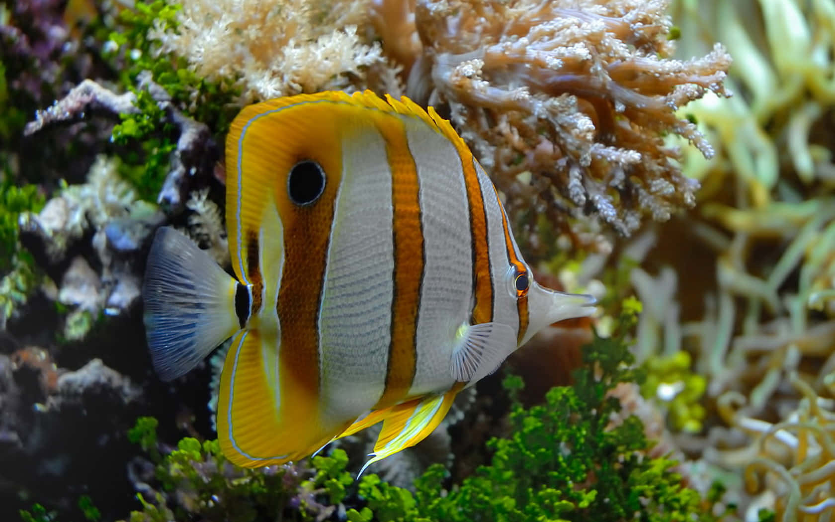 butterflyfish, vibrant orange white and black striped, clear blue ocean, HD Desktop Wallpaper