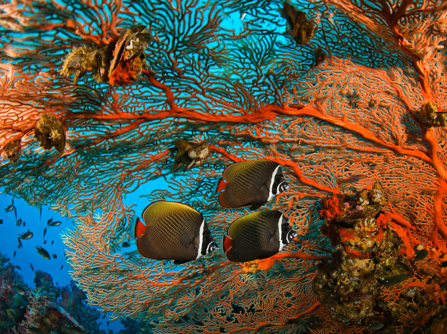 butterflyfish, orange gorgonian coral, vivid blue ocean, HD Desktop Wallpaper