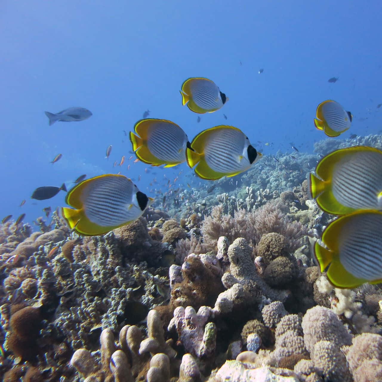 butterflyfish, yellow and white, coral reef, HD Desktop Wallpaper