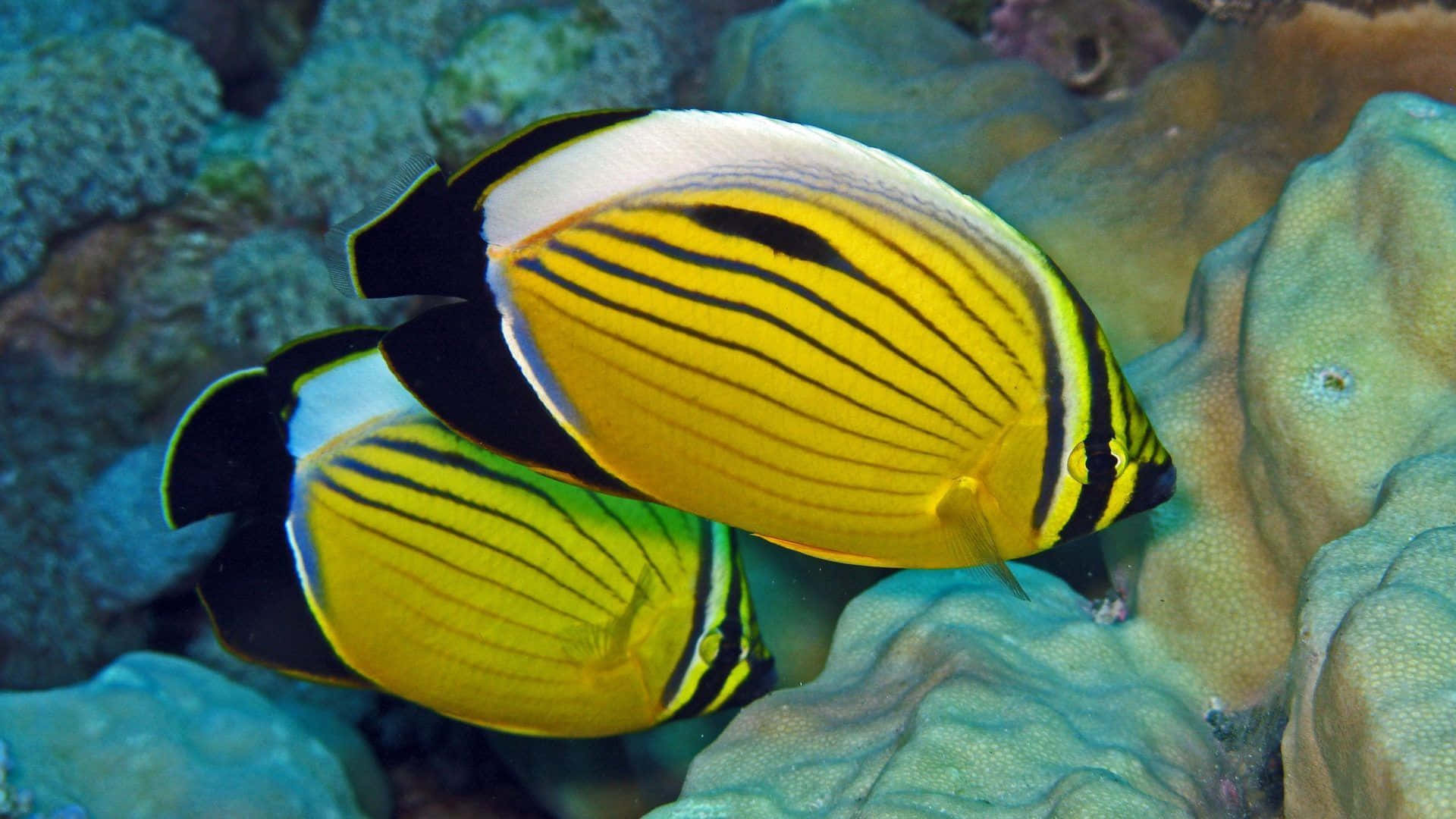 butterflyfish, yellow, black, Full HD Desktop Wallpaper