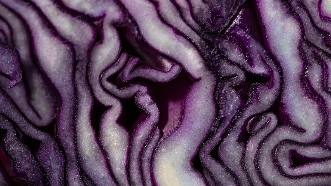 Cabbage