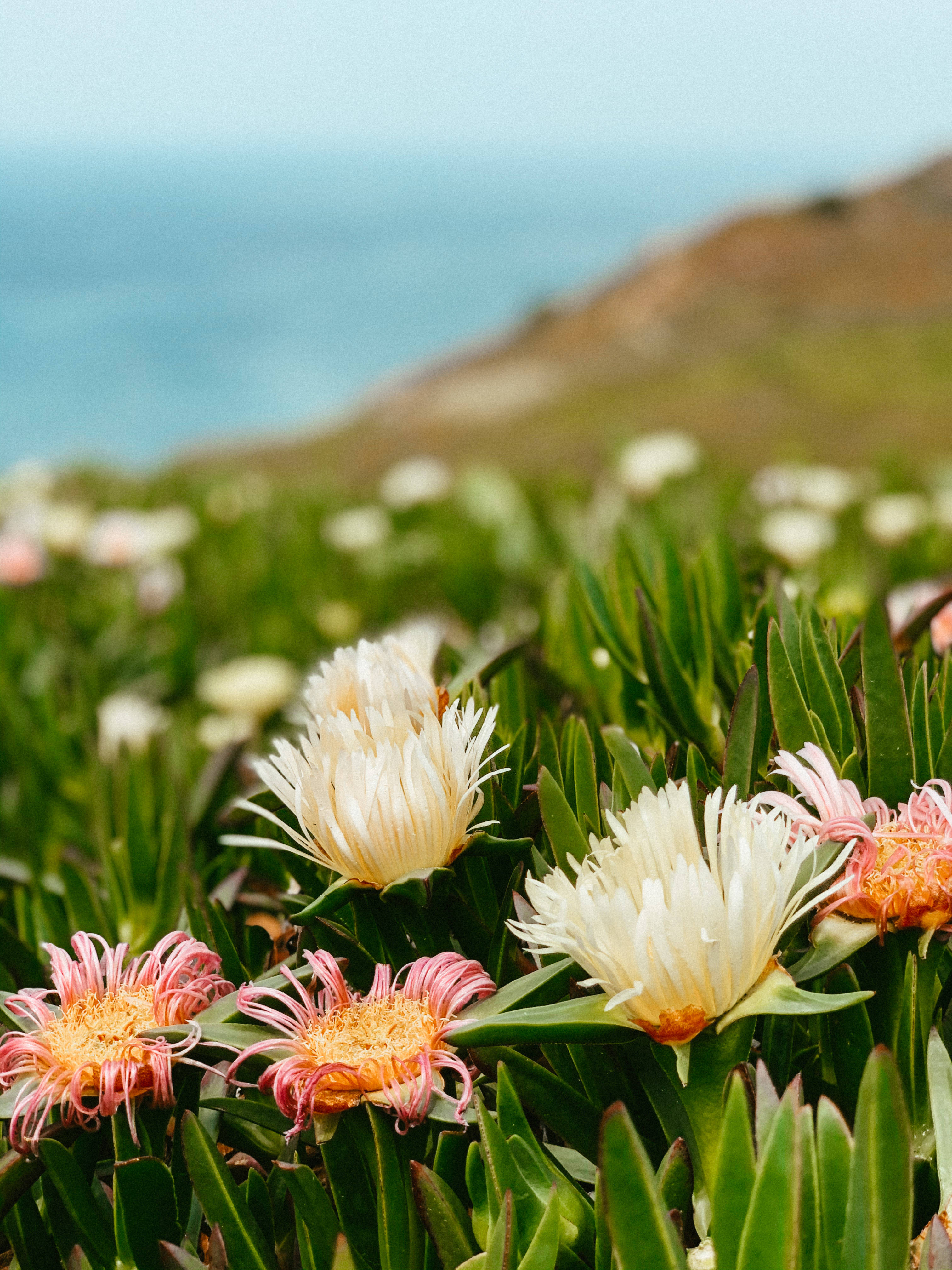 Cabo Verde, white flowers, pink flowers, 4K Phone Wallpaper