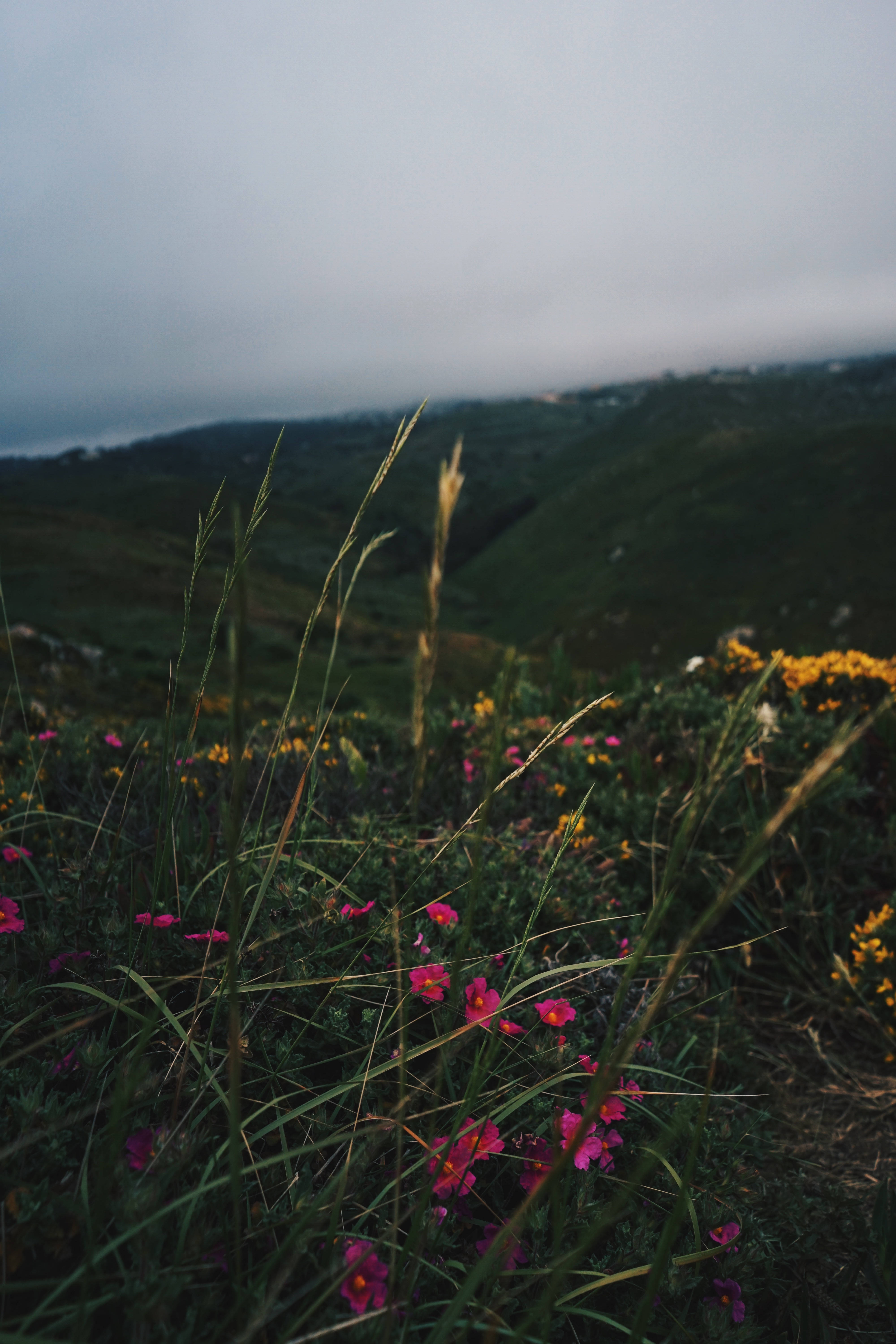 Cabo Verde, pink wildflowers, yellow wildflowers, 5K Phone Wallpaper