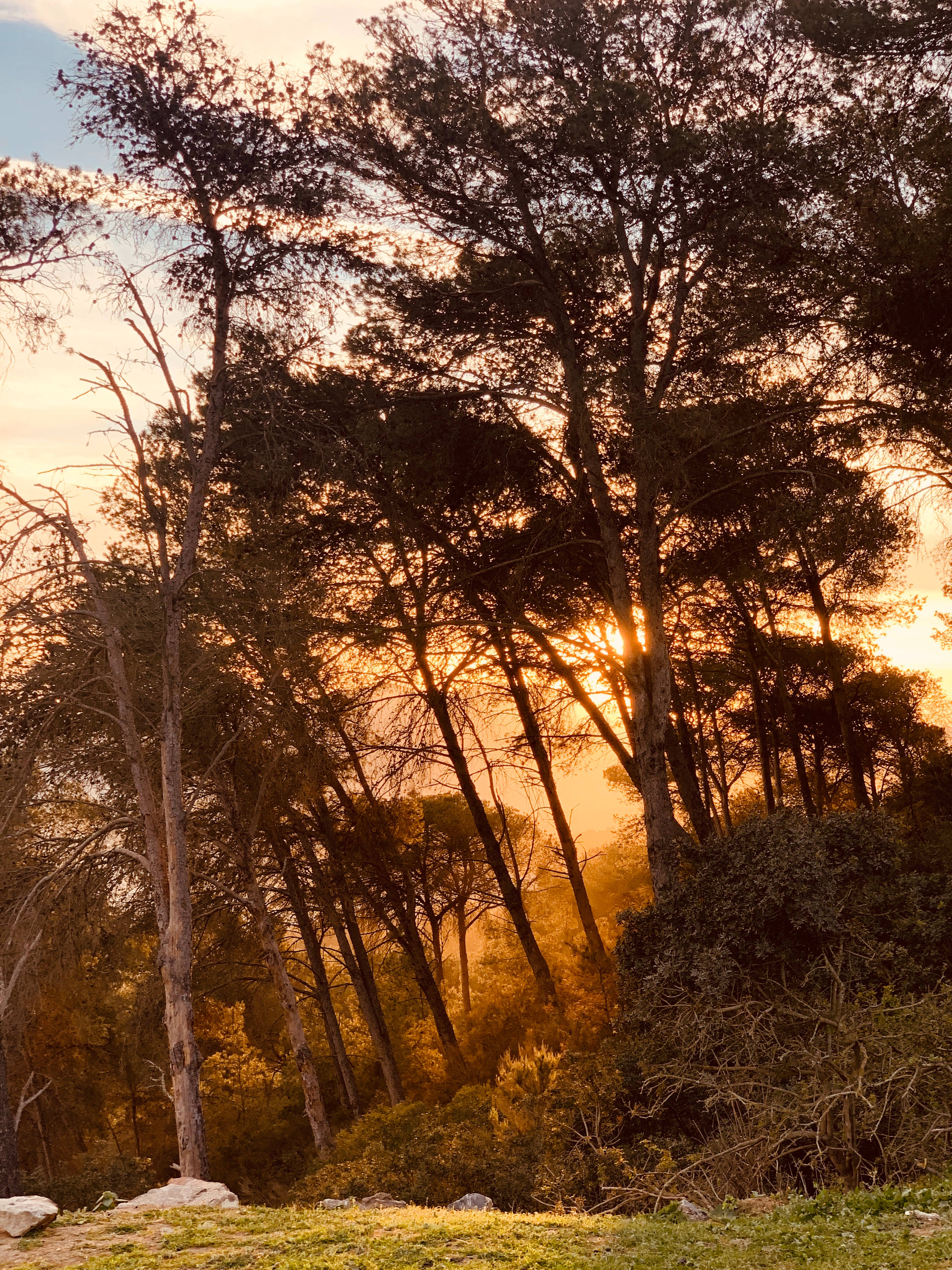 Cabo Verde, Sunset, tall trees, 2K Phone Wallpaper