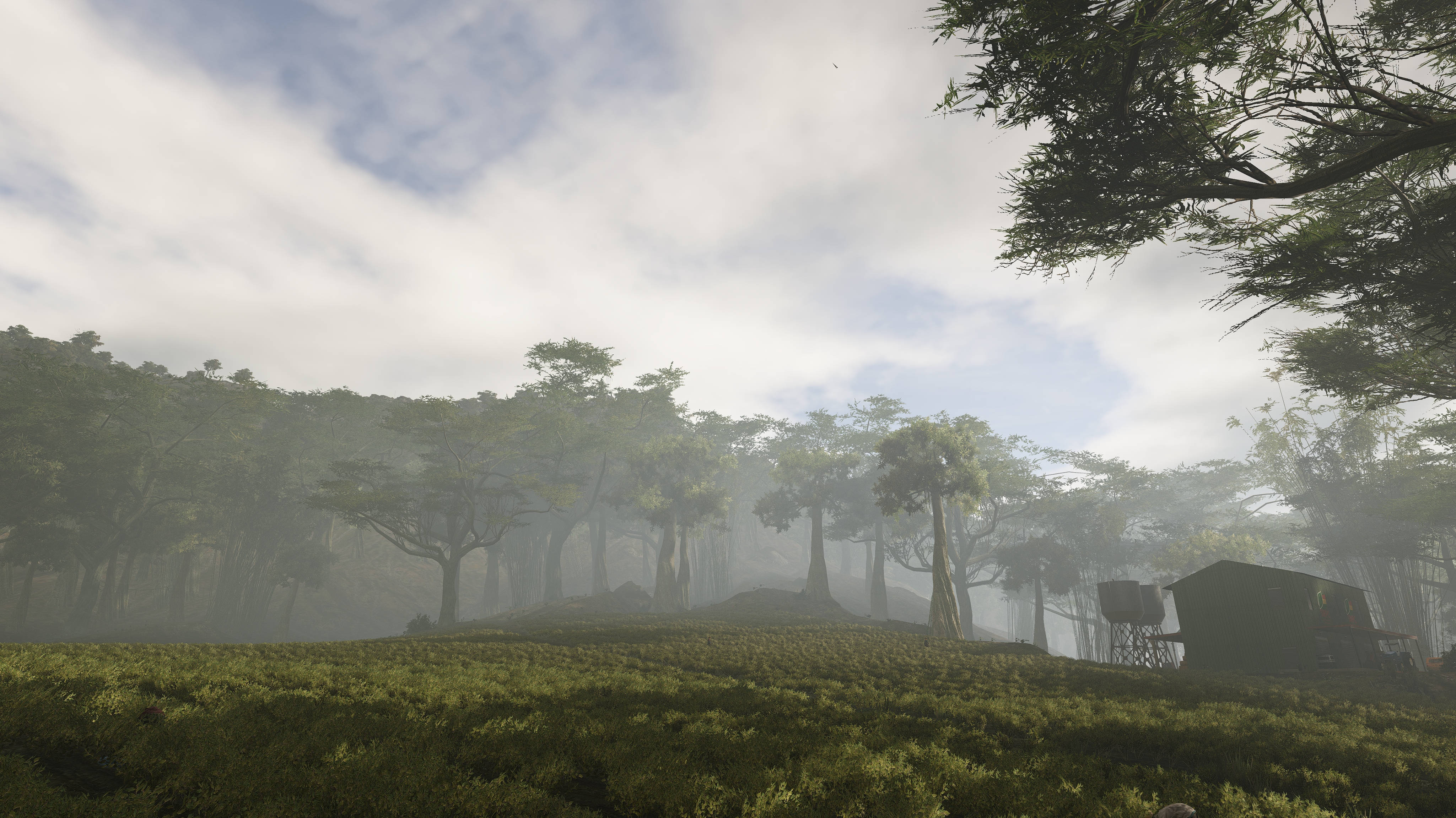 Cabo Verde, foggy day, misty forest clearing, 4K Desktop Wallpaper