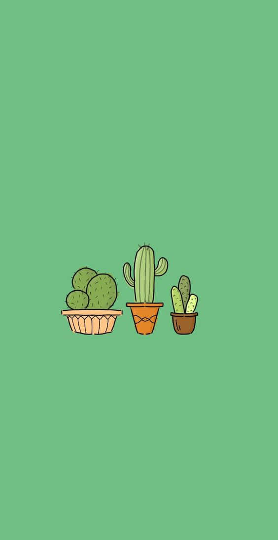 cactus, potted cacti, simple pots, SD Phone Wallpaper