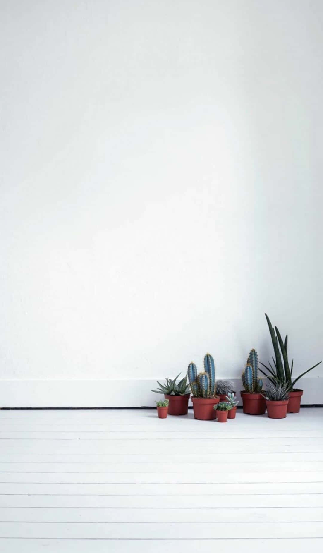 cactus plants, white wooden floor, plain white wall, HD Phone Wallpaper