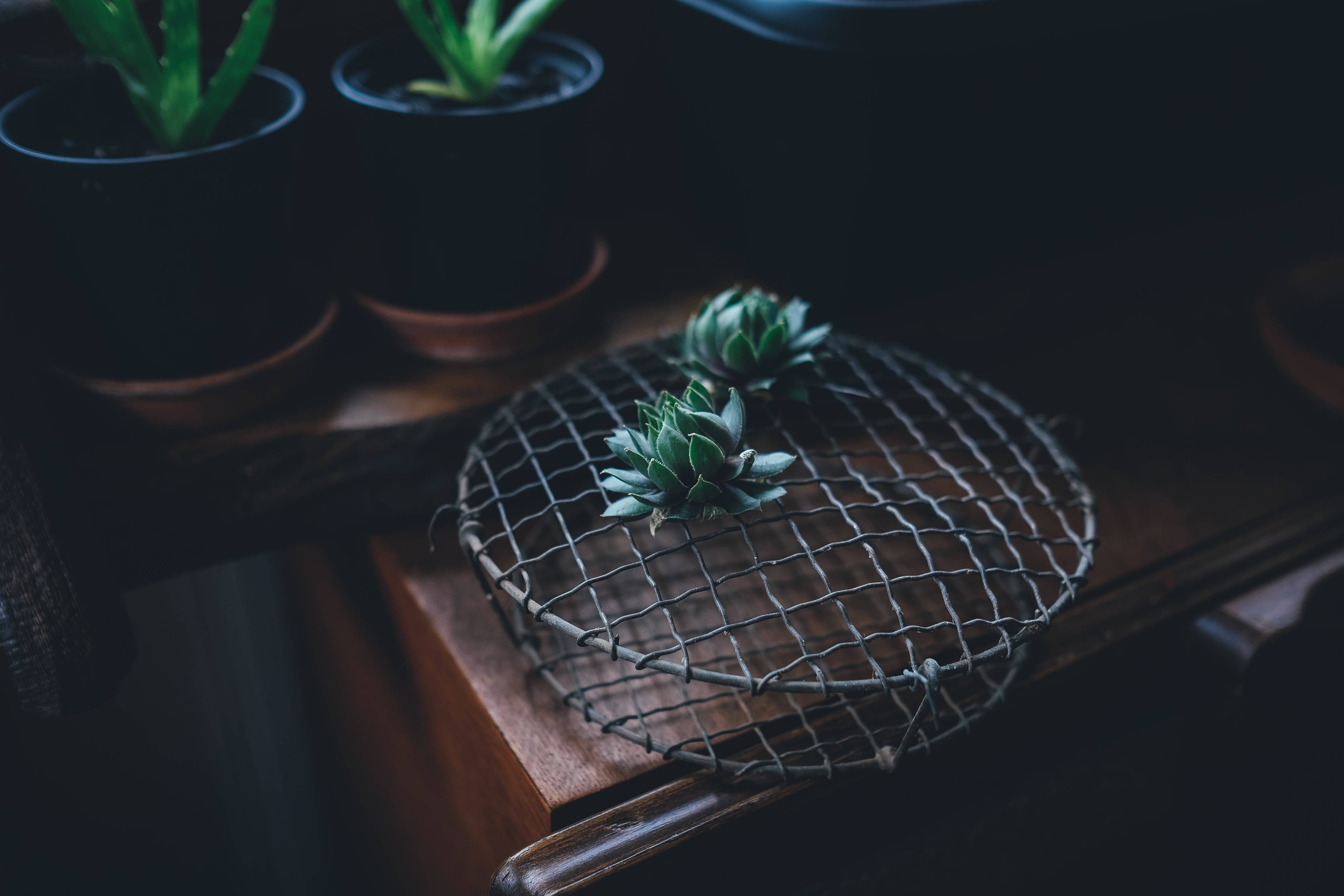 cactus, terra-cotta pot, table, 4K Desktop Wallpaper