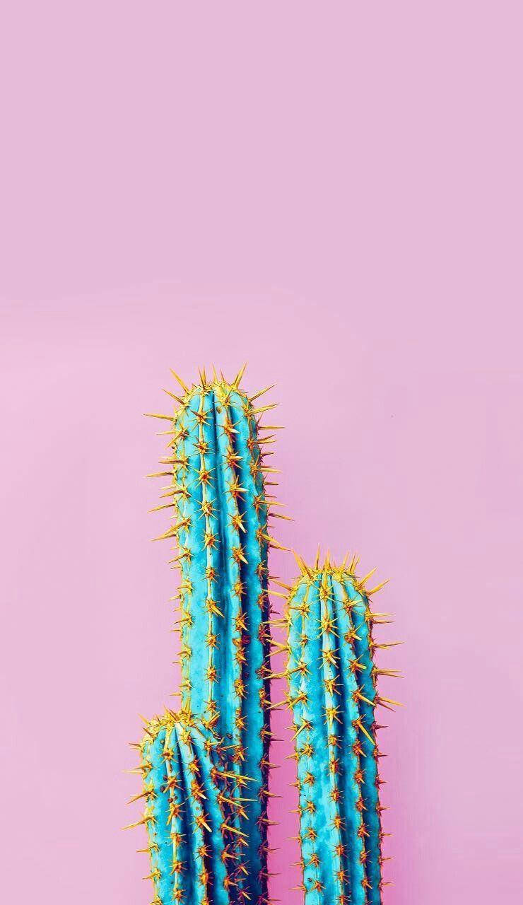 pastel pink thorned cactus mobile, vibrant blue cacti, golden spines, HD Phone Wallpaper