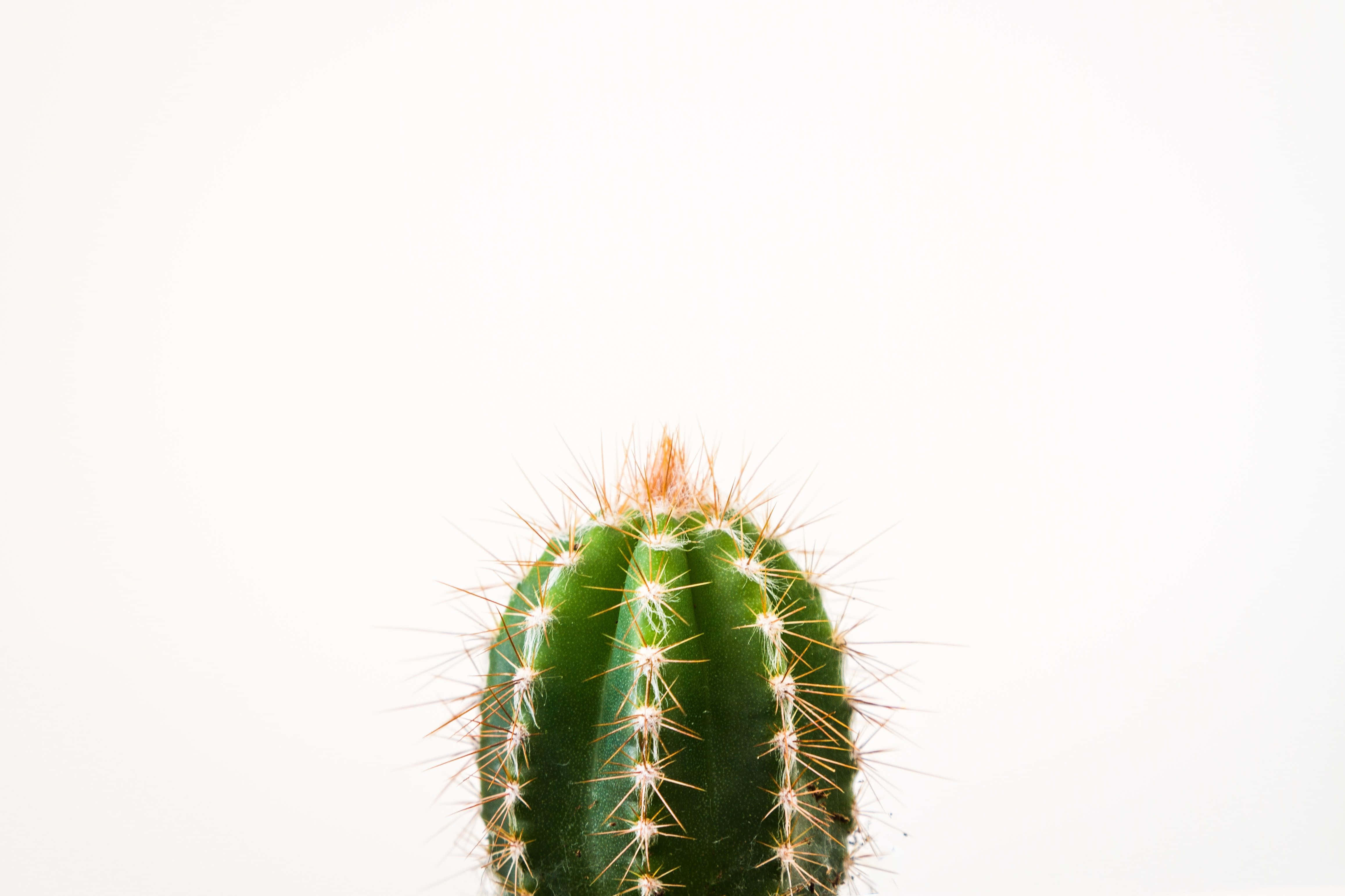 barrel cactus, golden spines, bright white background, 4K Desktop Wallpaper