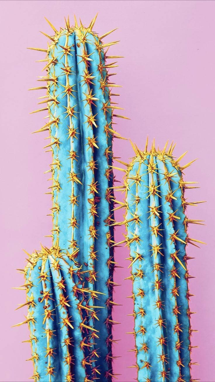 Blue Cactus, pink background, golden spines, HD Phone Wallpaper
