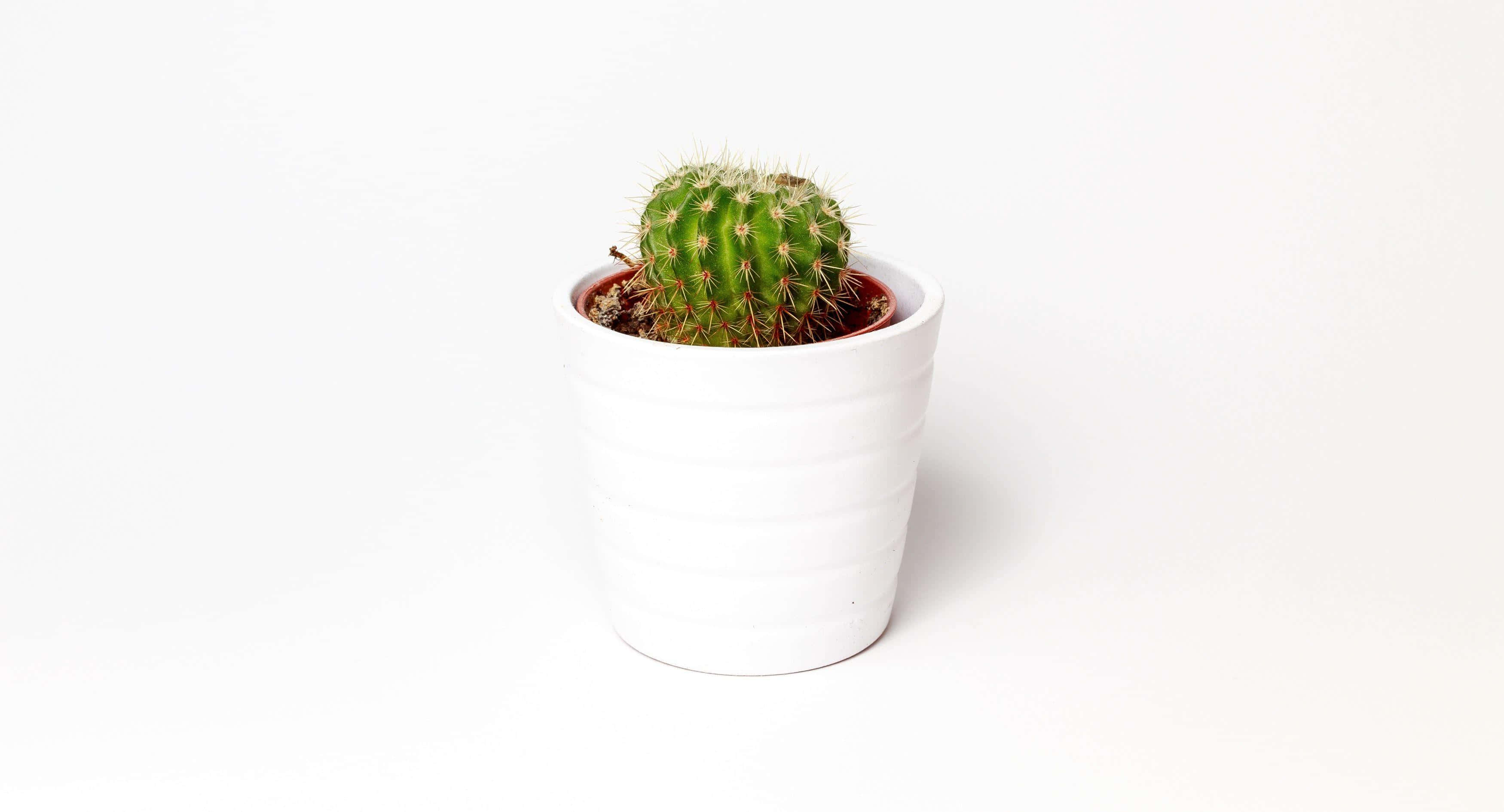 green cactus, white ribbed pot, stark white background, 2K Desktop Wallpaper