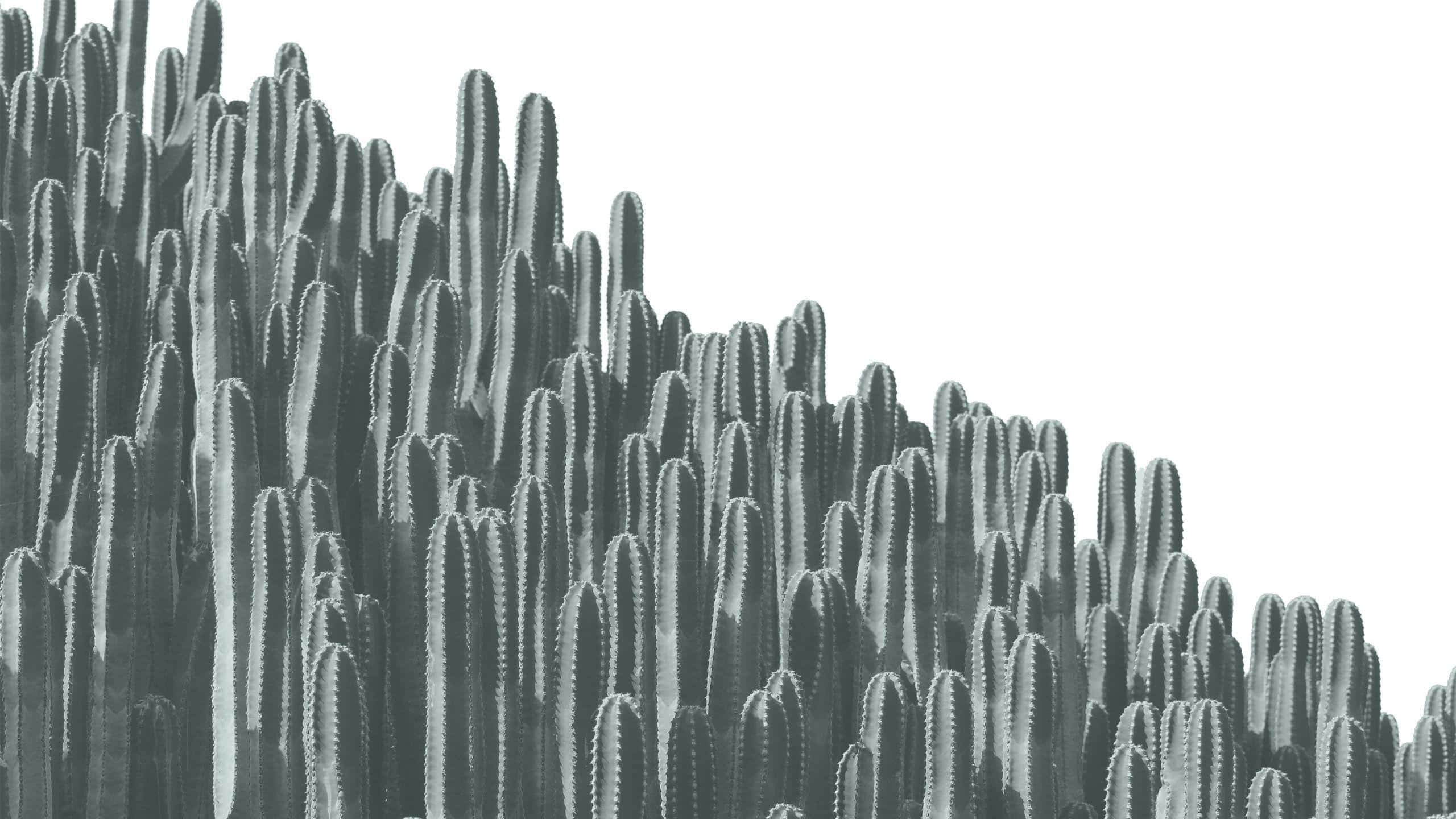 Monochrome Cactus Forest, tall spiky cacti, stark white background, 2K Desktop Wallpaper