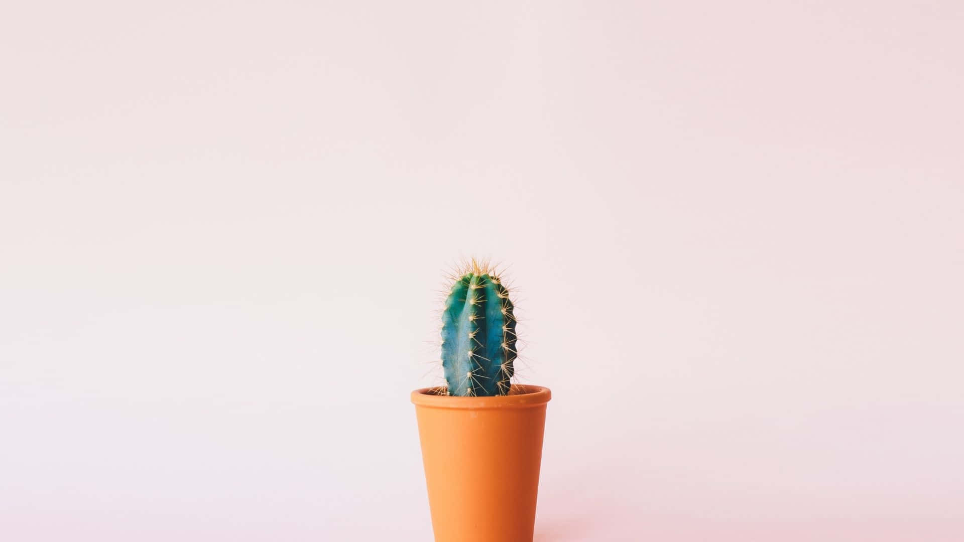 minimalist cactus, terra cotta pot, blue-green cactus, Full HD Desktop Wallpaper