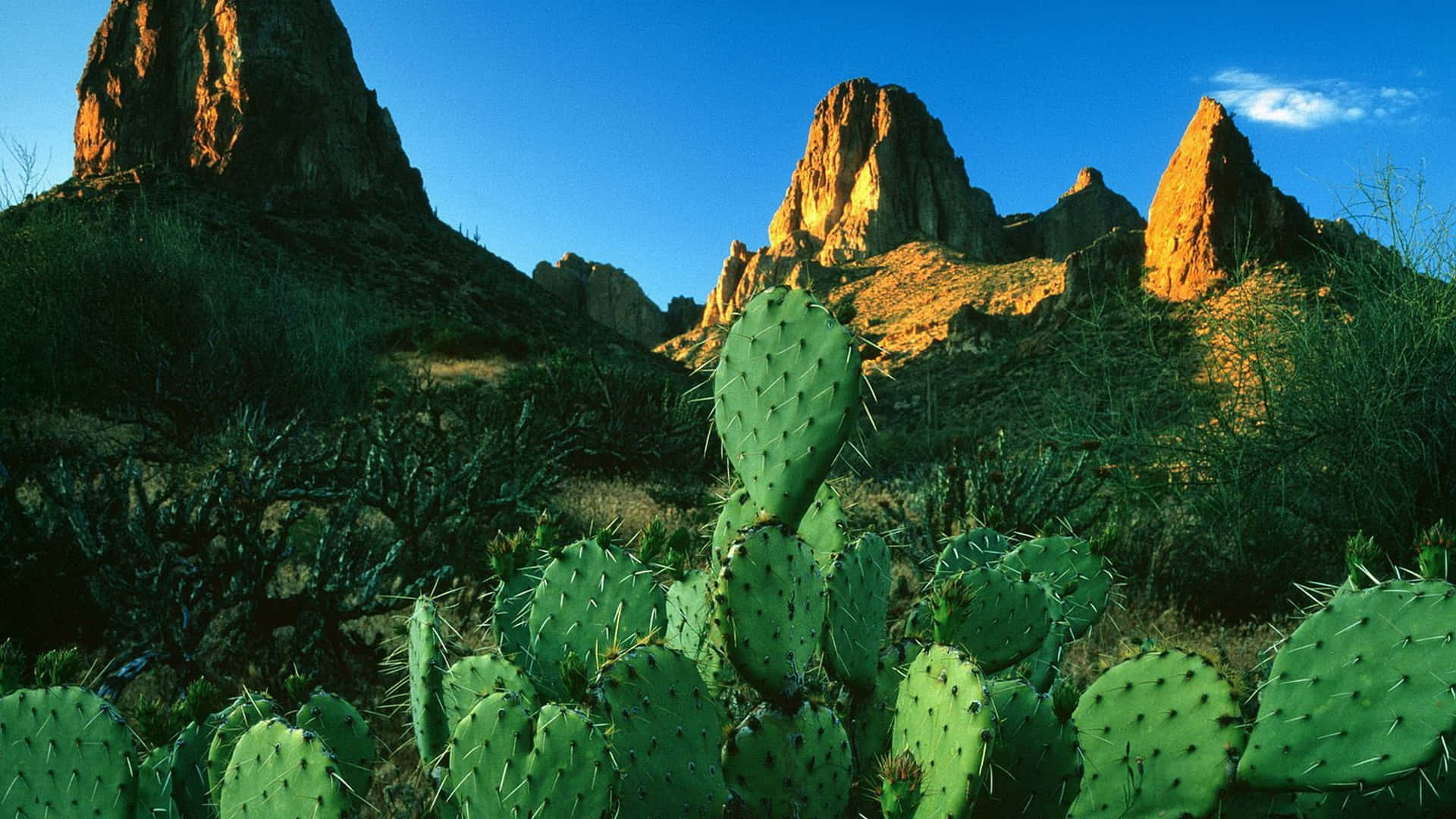 prickly pear cactus, golden sunlit desert rock formations, clear blue sky, Full HD Desktop Wallpaper