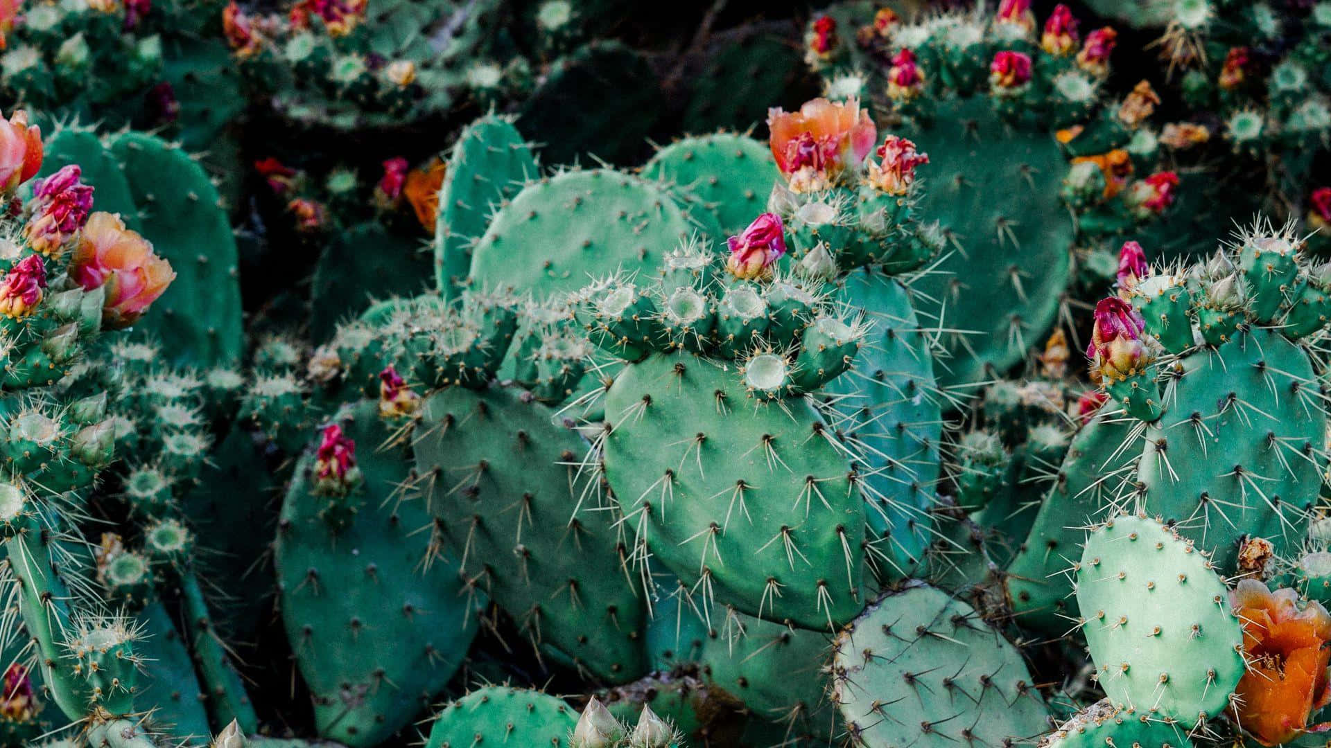prickly pear cactus, vibrant pink flowers, orange flowers, Full HD Desktop Wallpaper