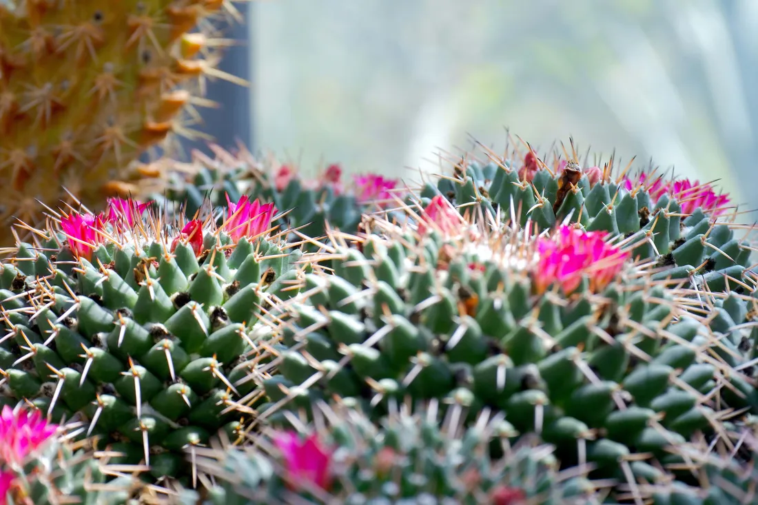 Cactus Flower