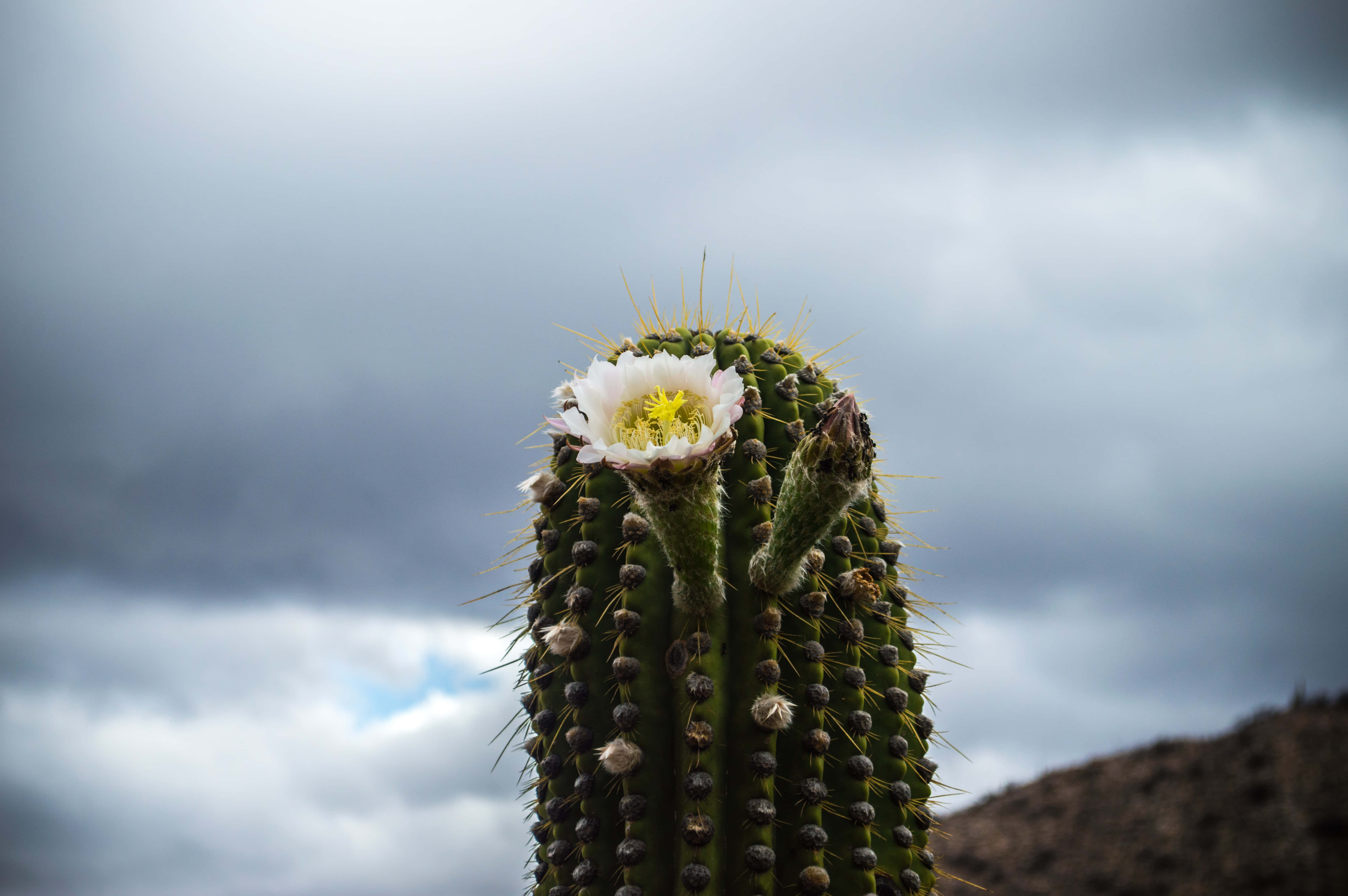 Cactus Flower, green cactus, white flower, 5K Desktop Wallpaper