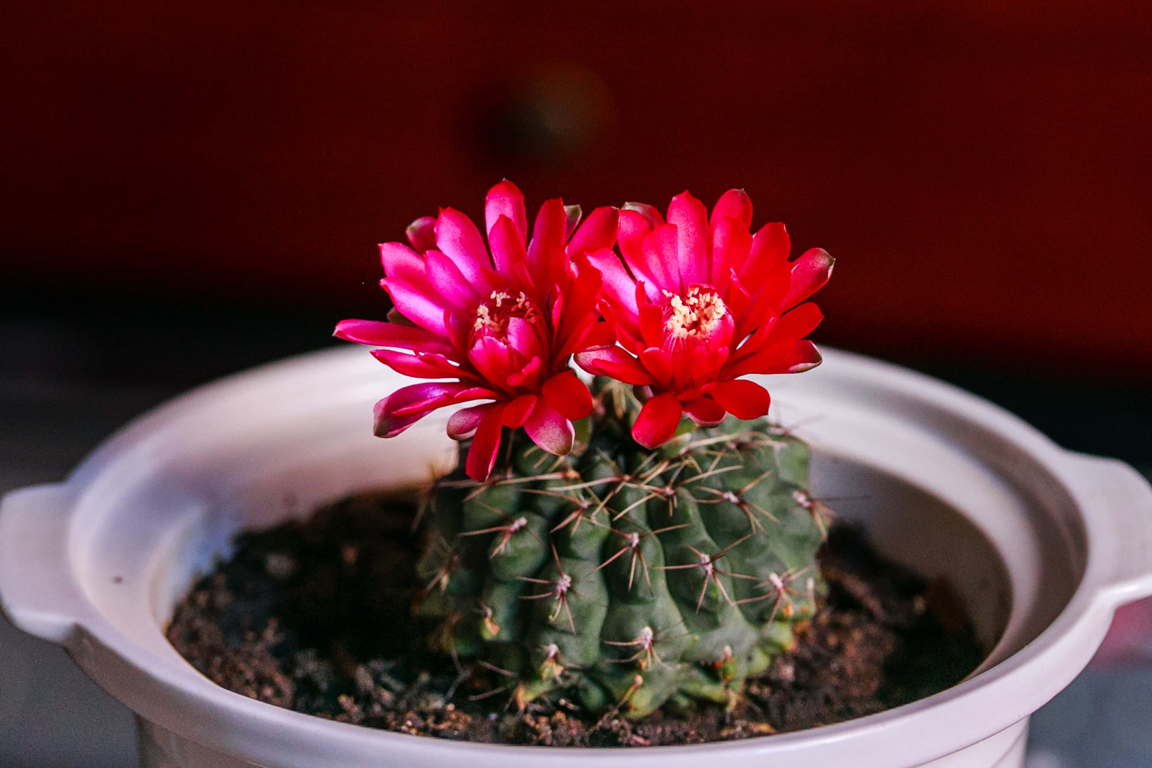 Rebutia cactus, cactus flower, vivid red flowers, 2K Desktop Wallpaper