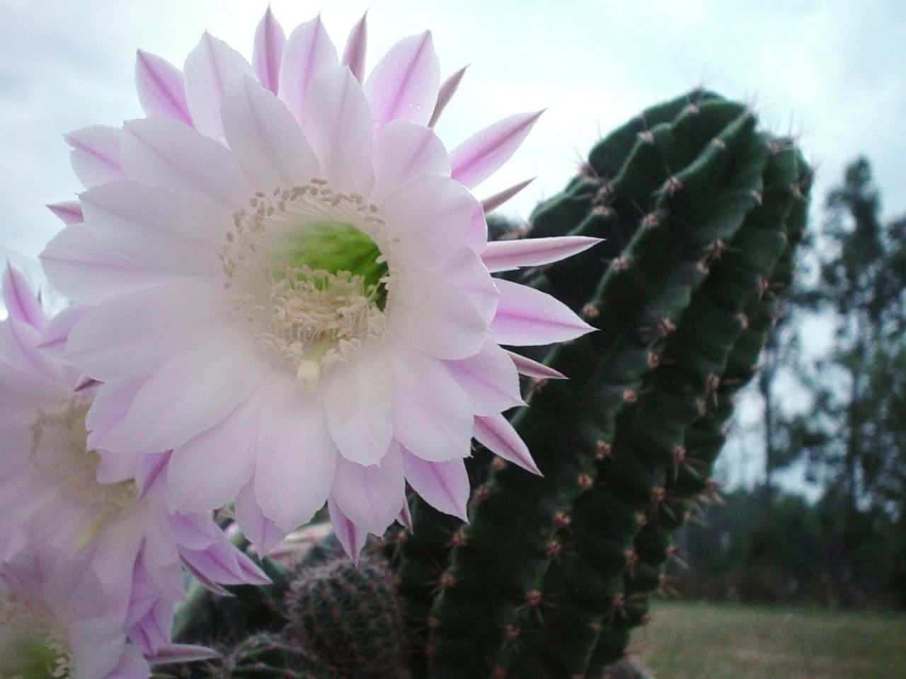 white cactus flower, pink cactus flower, green spiky cactus, HD Desktop Wallpaper