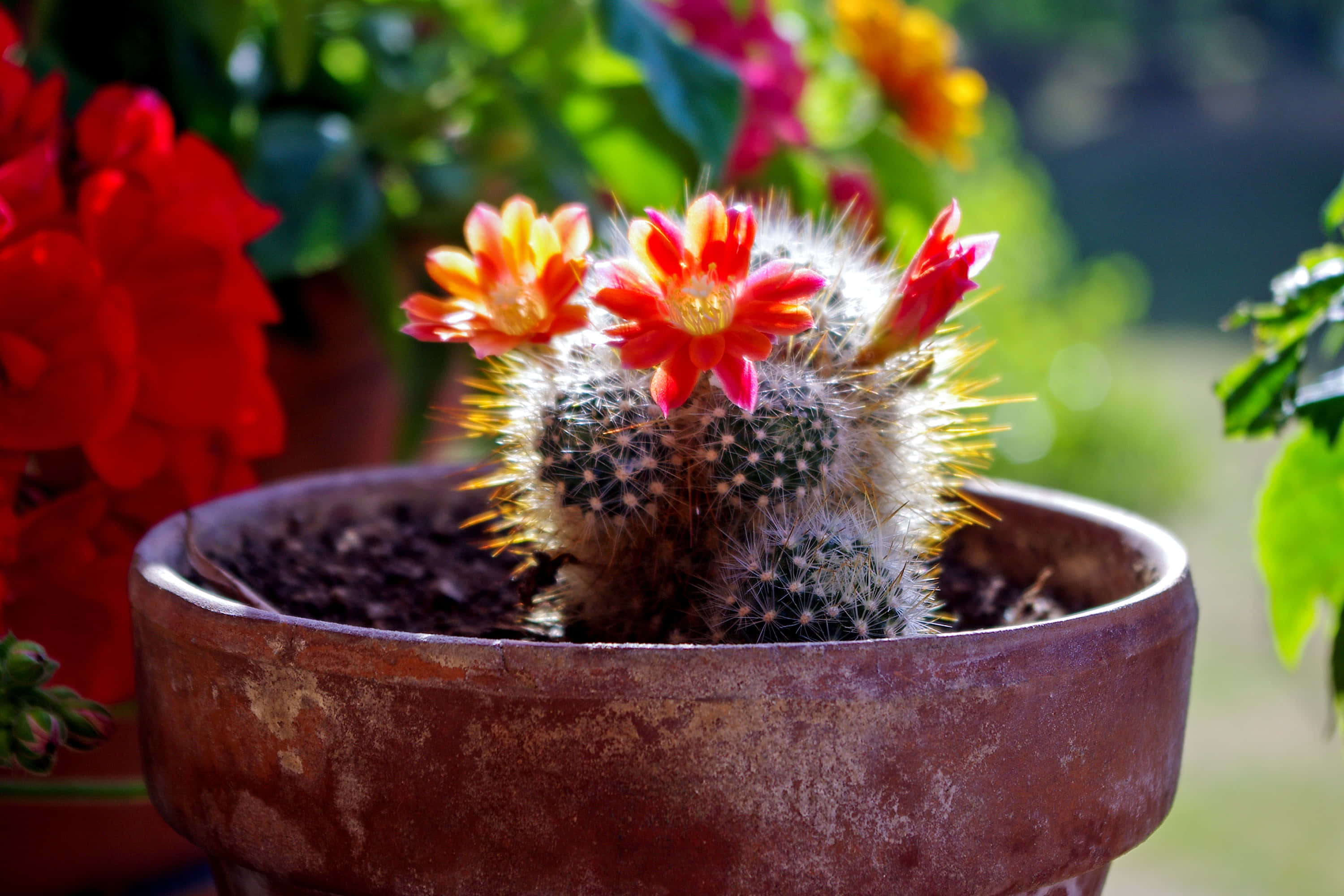 Rebutia cactus, orange and pink flowers, terracotta pot, 2K Desktop Wallpaper
