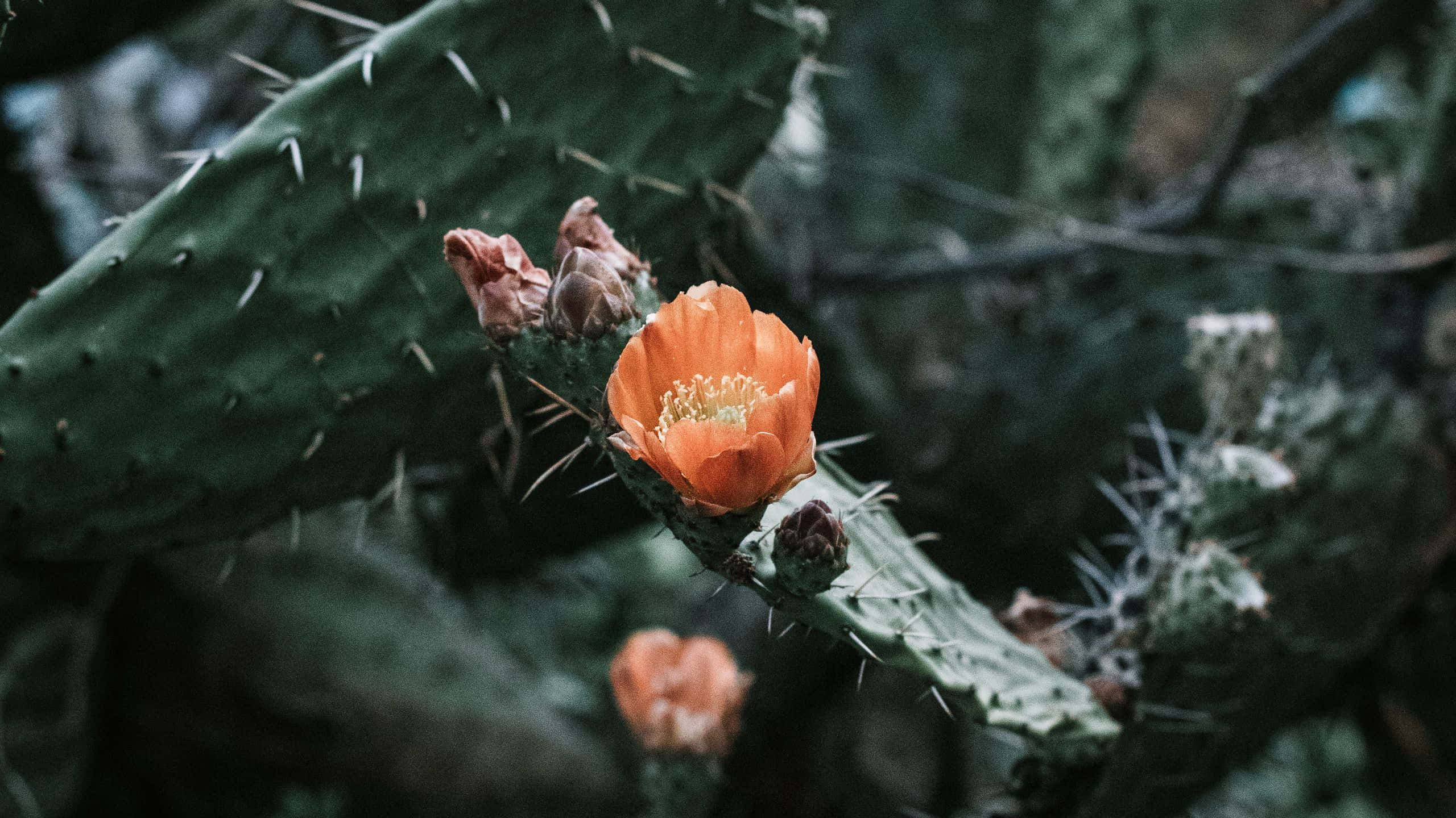 Pachycereus cactus flower, vibrant orange, spiky green pads, 2K Desktop Wallpaper