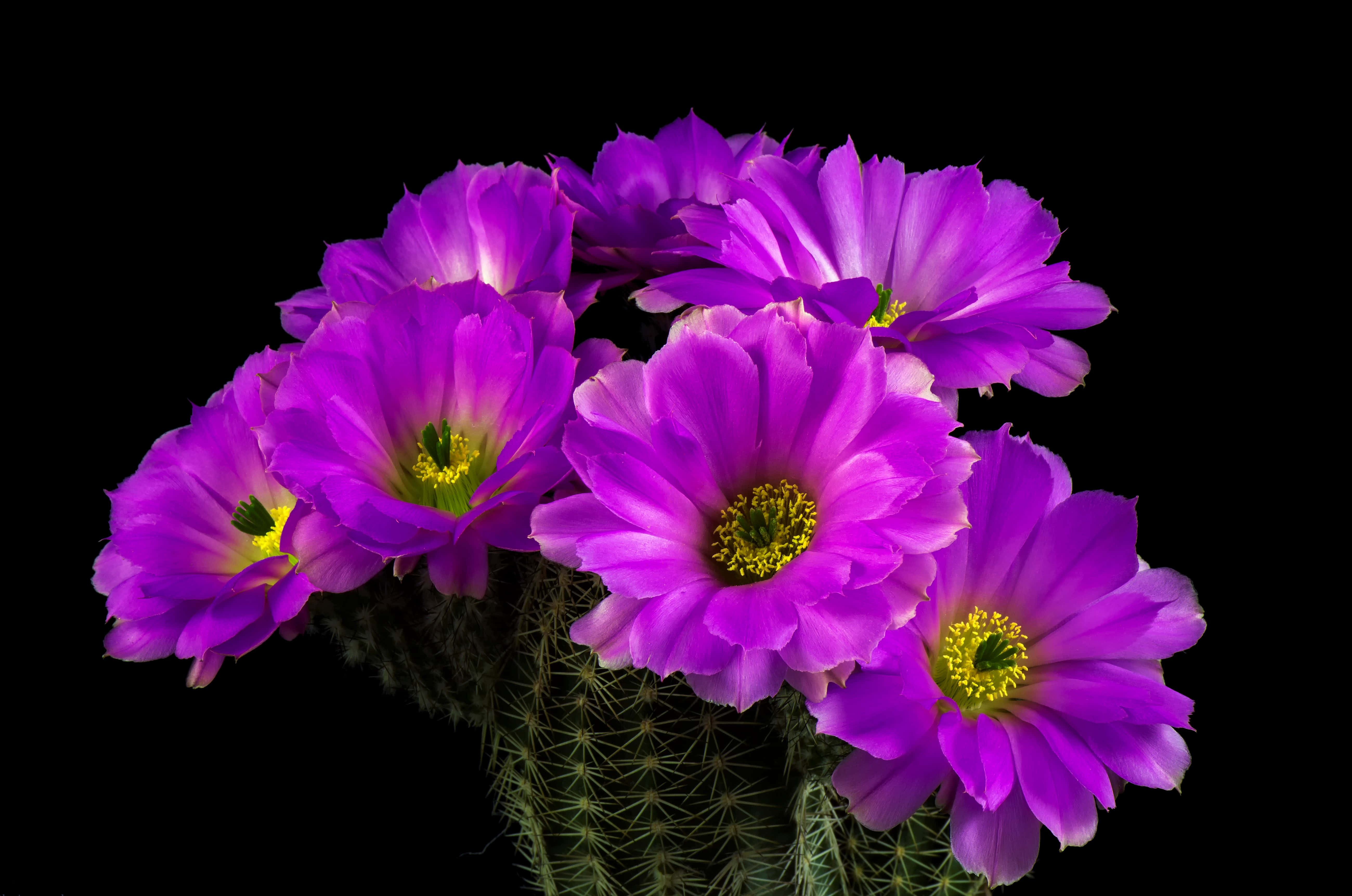 Purple Cactus Flower, vibrant purple, yellow centers, 5K Desktop Wallpaper