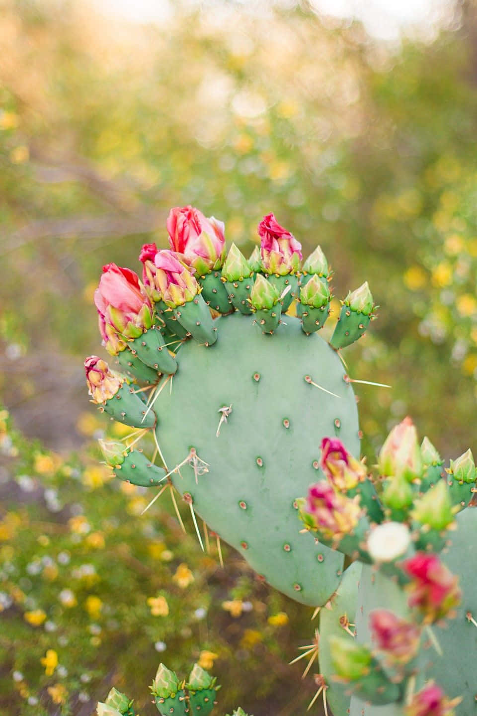 Barbary fig cactus, prickly pear cactus pad, vibrant pink flowers, HD Phone Wallpaper