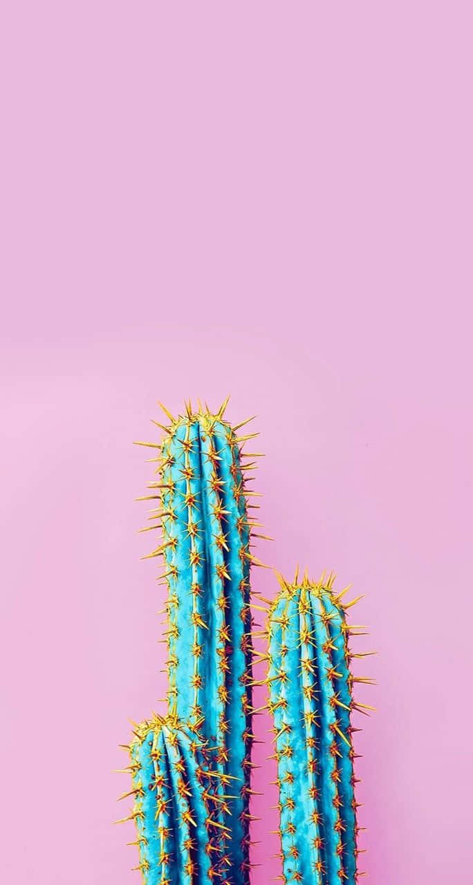 vibrant blue cacti, golden spines, soft pink background, HD Phone Wallpaper