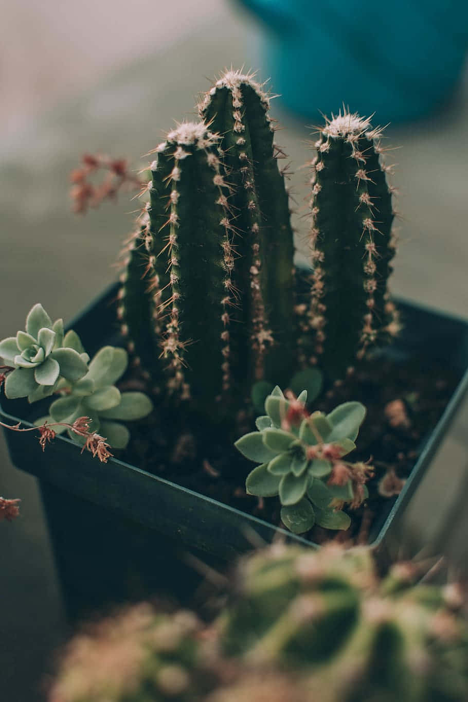 Cactus Flower, green pot, spiky cacti, HD Phone Wallpaper