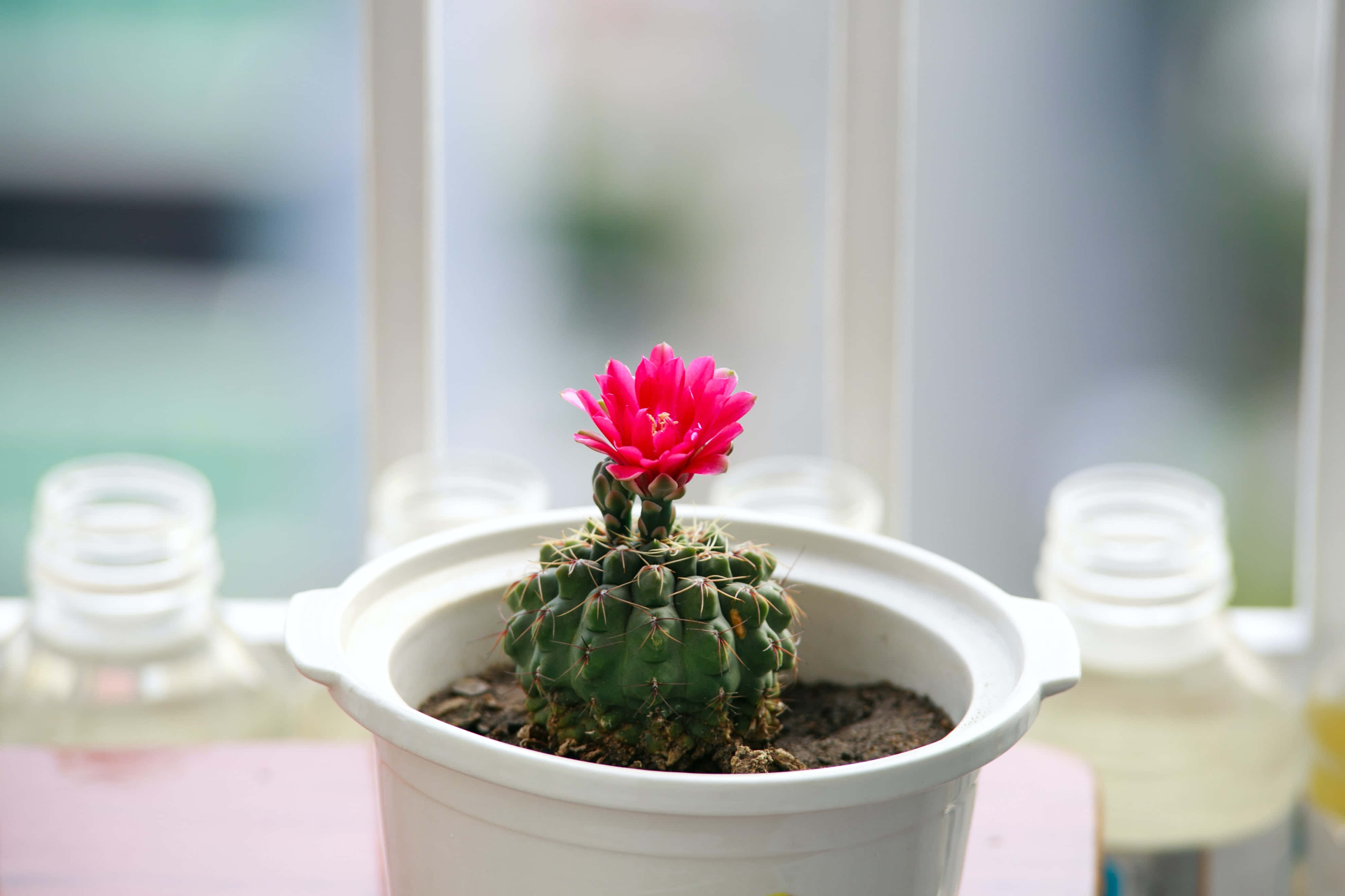 Cactus Flower, white pot, pink cactus flower, 4K Desktop Wallpaper