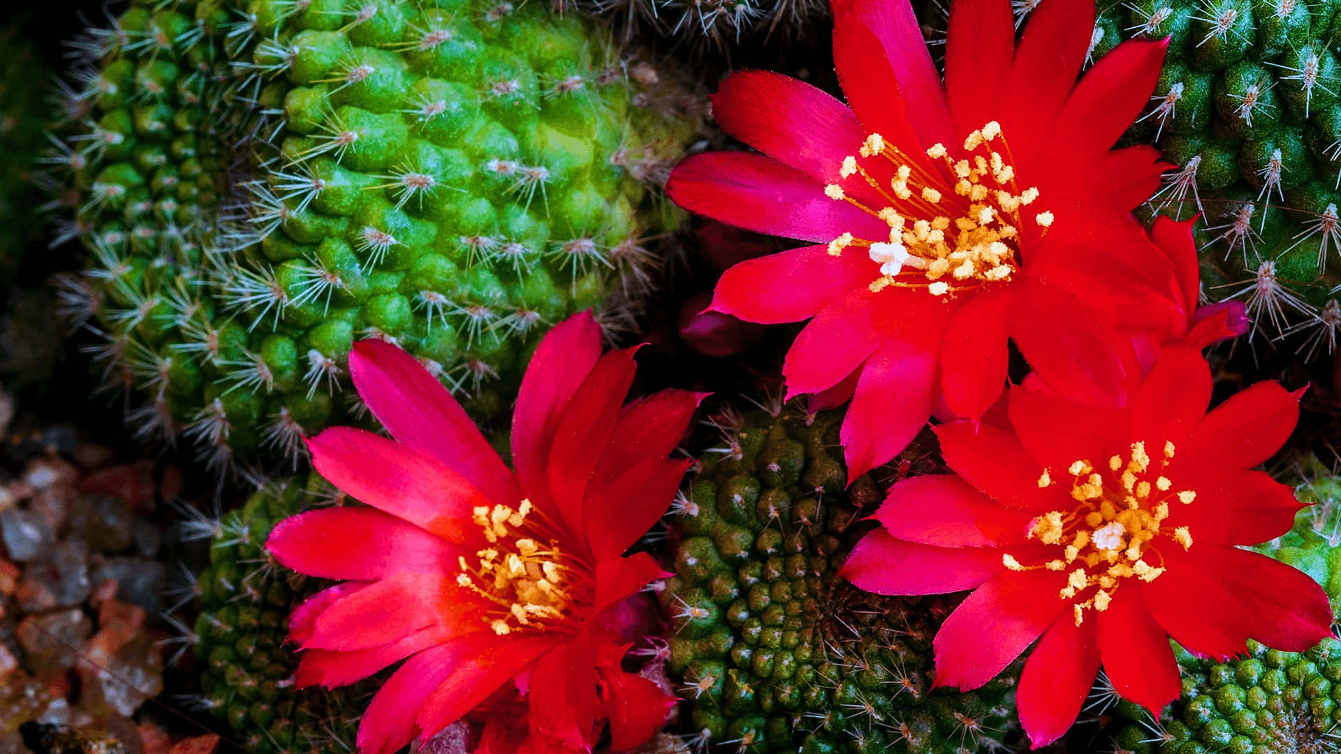 Red Cactus Flower, desert garden, vibrant red, Full HD Desktop Wallpaper